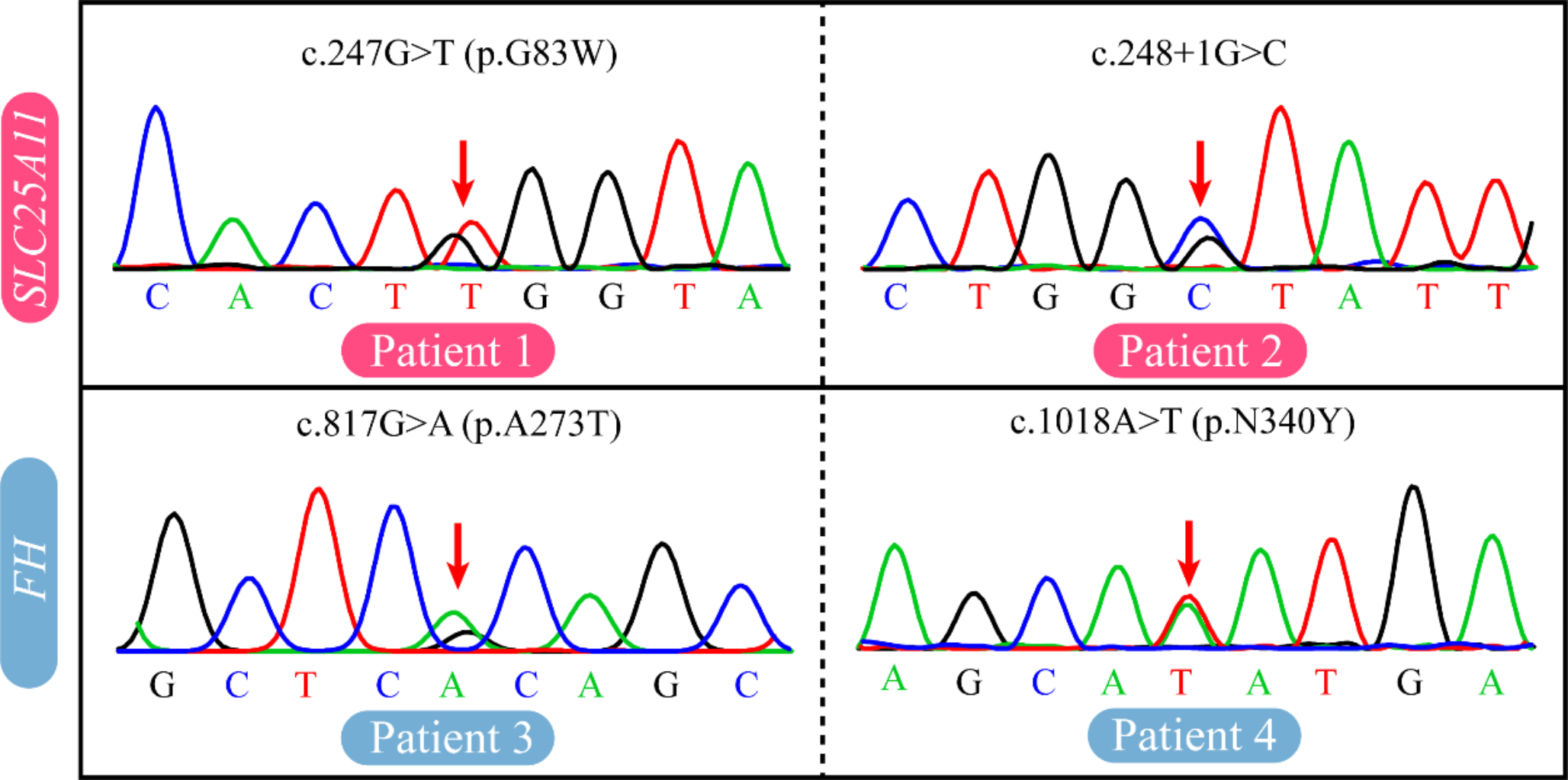 Genetics of urinary bladder paragangliomas: a multi-center study of a Chinese cohort