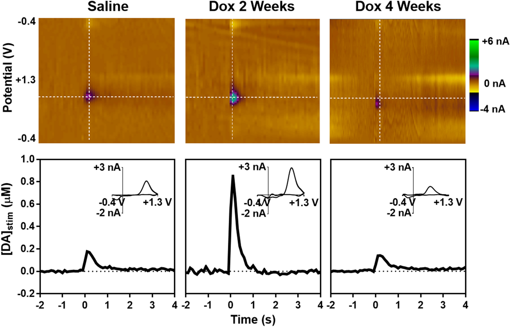 Doxorubicin treatment has a biphasic effect over time on dopamine release and impulsive behavior in Wistar rats
