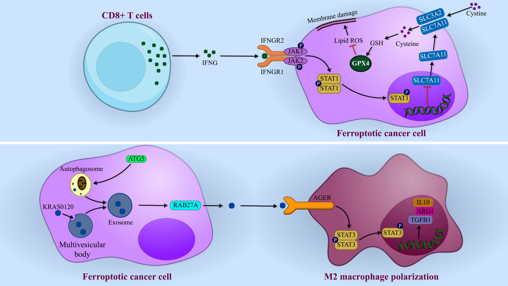 Targeting ferroptosis: the role of non-coding RNAs in hepatocellular carcinoma progression and therapy