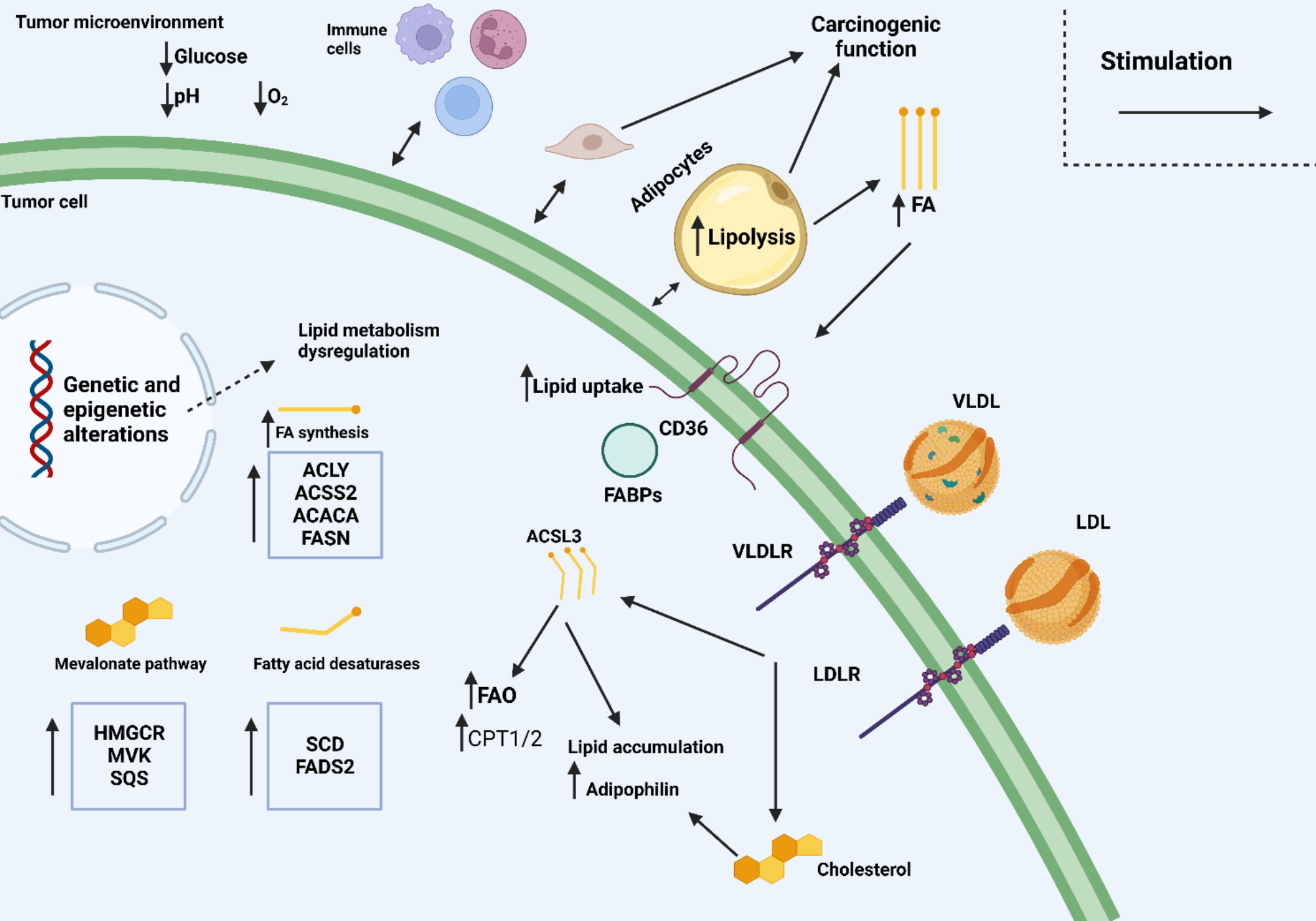 Targeting lipid metabolism: novel insights and therapeutic advances in pancreatic cancer treatment