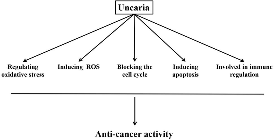 Uncaria-derived compounds for cancer treatment: mechanistic insights and therapeutic potential