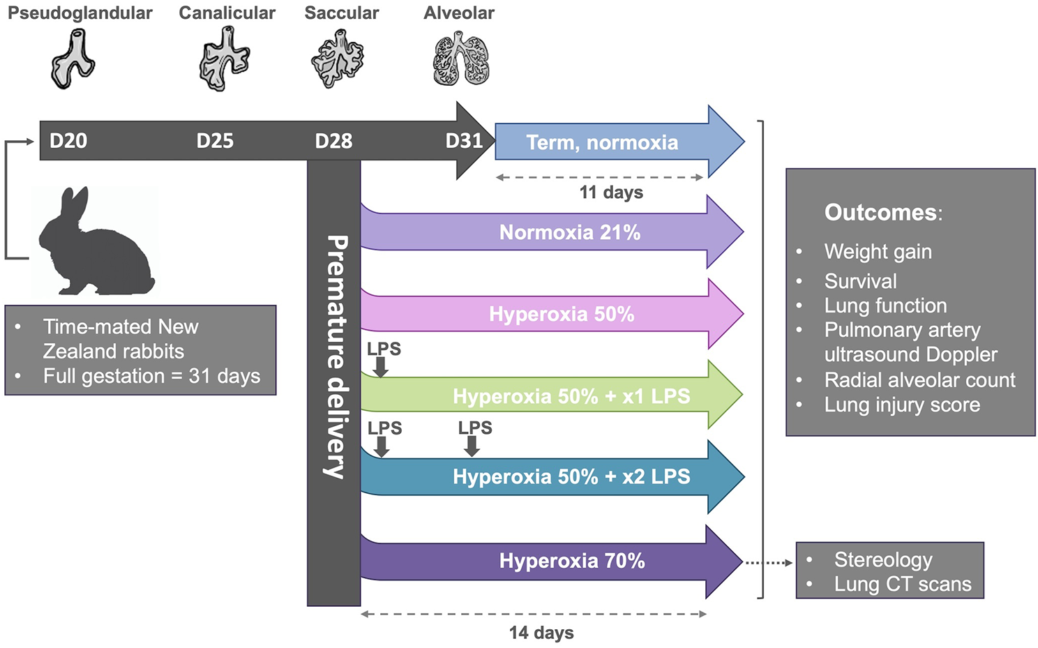 Single, double, and triple-hit strategies to establish a long-term premature rabbit model of bronchopulmonary dysplasia