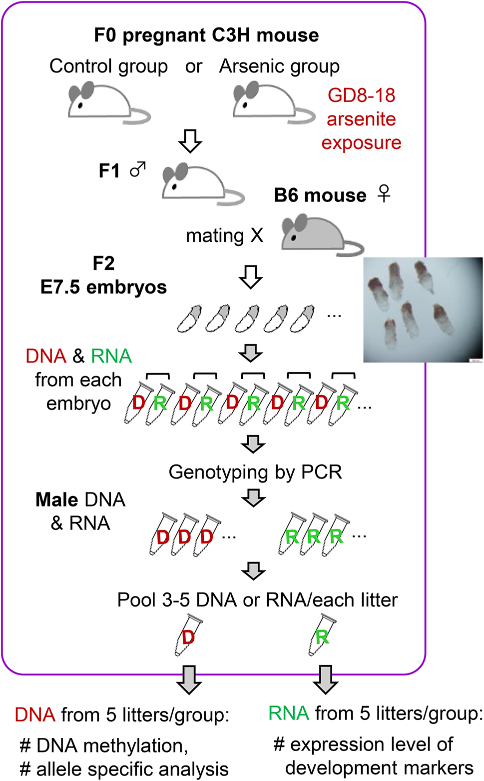 Acquired sperm hypomethylation by gestational arsenic exposure is re-established in both the paternal and maternal genomes of post-epigenetic reprogramming embryos