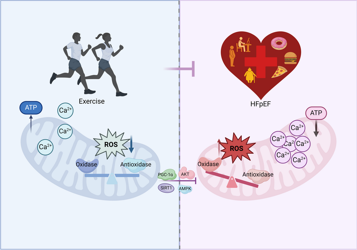Mitochondrial Dysfunction in HFpEF: Potential Interventions Through Exercise