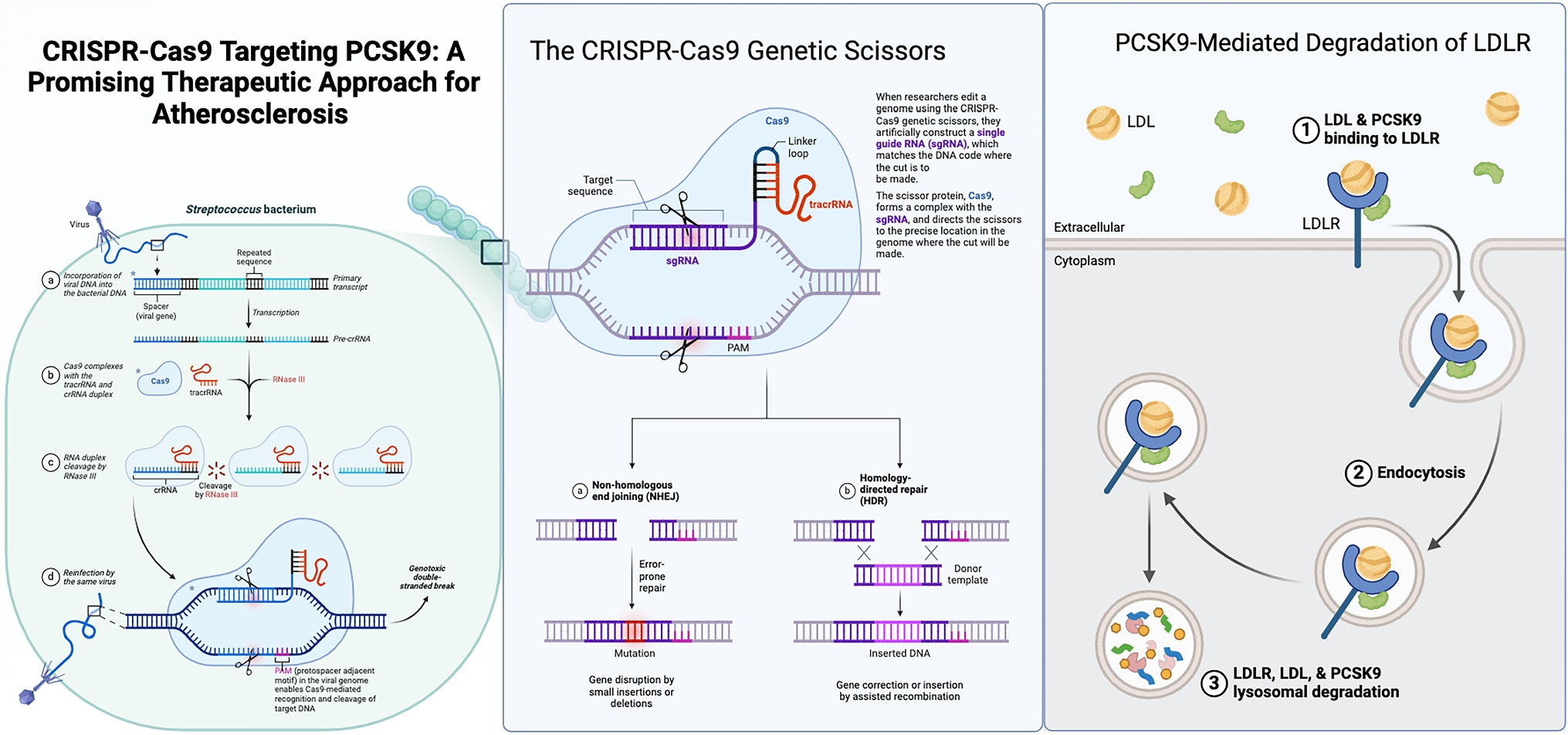 CRISPR-Cas9 Targeting PCSK9: A Promising Therapeutic Approach for Atherosclerosis
