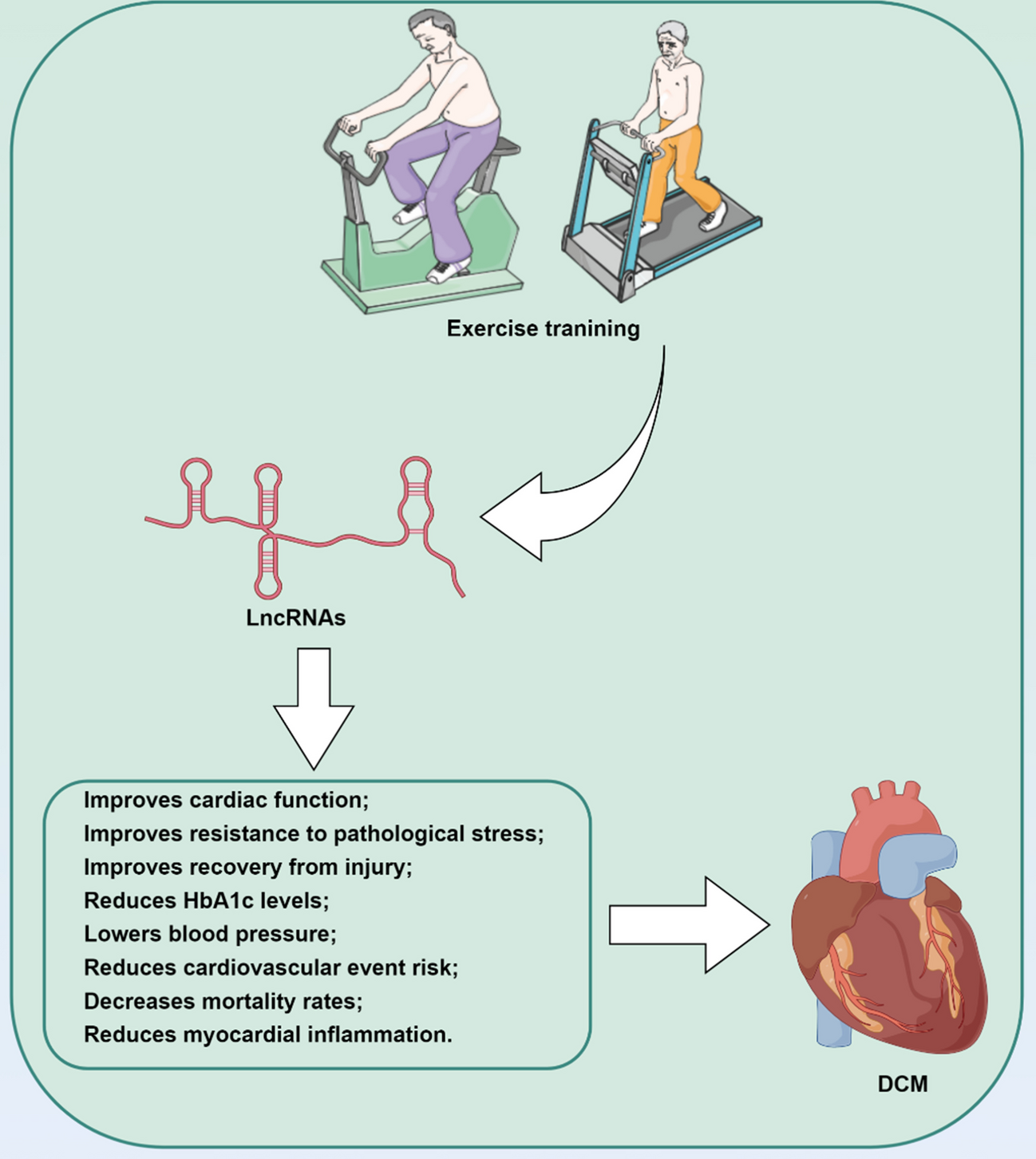 Long Non-Coding RNAs in Diabetic Cardiomyopathy: Potential Function as Biomarkers and Therapeutic Targets of Exercise Training