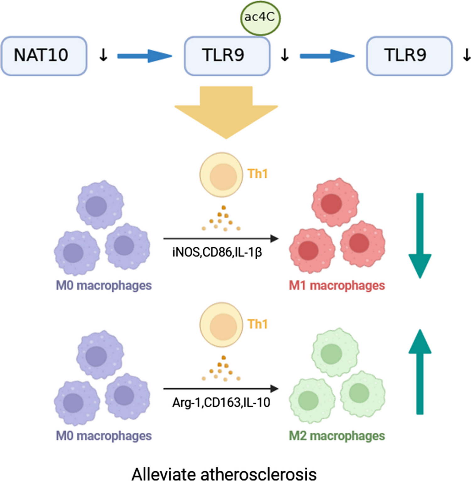 NAT10 Modulates Atherosclerosis Progression Mediated by Macrophage Polarization Through Regulating ac4C Modification of TLR9