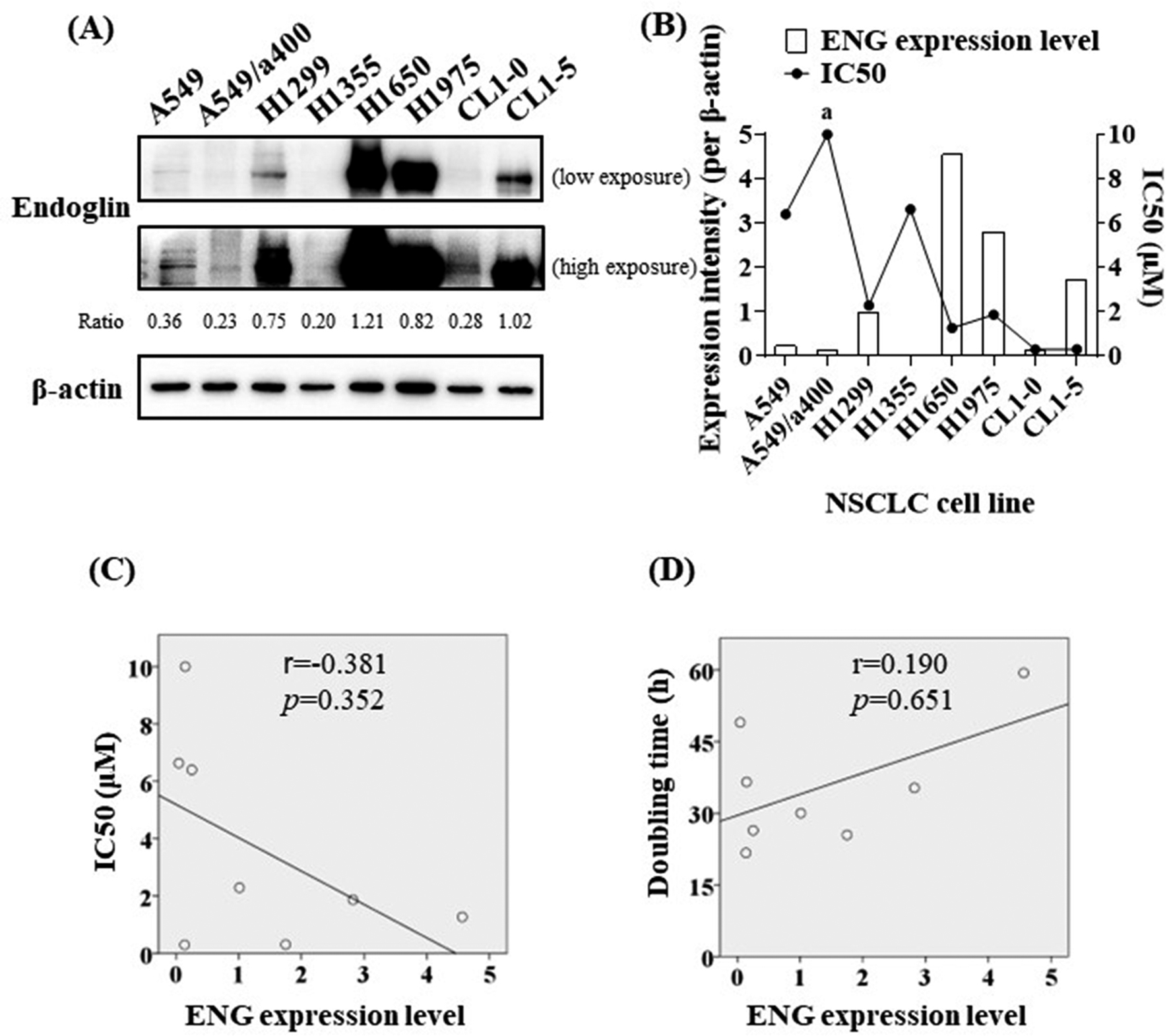 Endoglin as a predictive biomarker for pemetrexed sensitivity in non-small-cell lung cancer: a cellular study