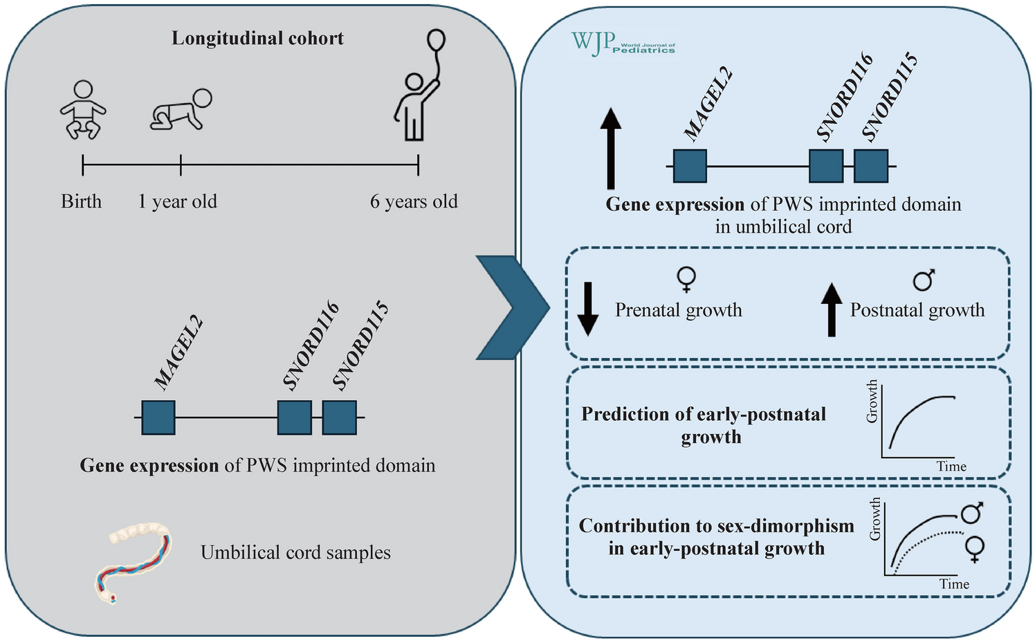 Sex dimorphic associations of Prader–Willi imprinted gene expressions in umbilical cord with prenatal and postnatal growth in healthy infants