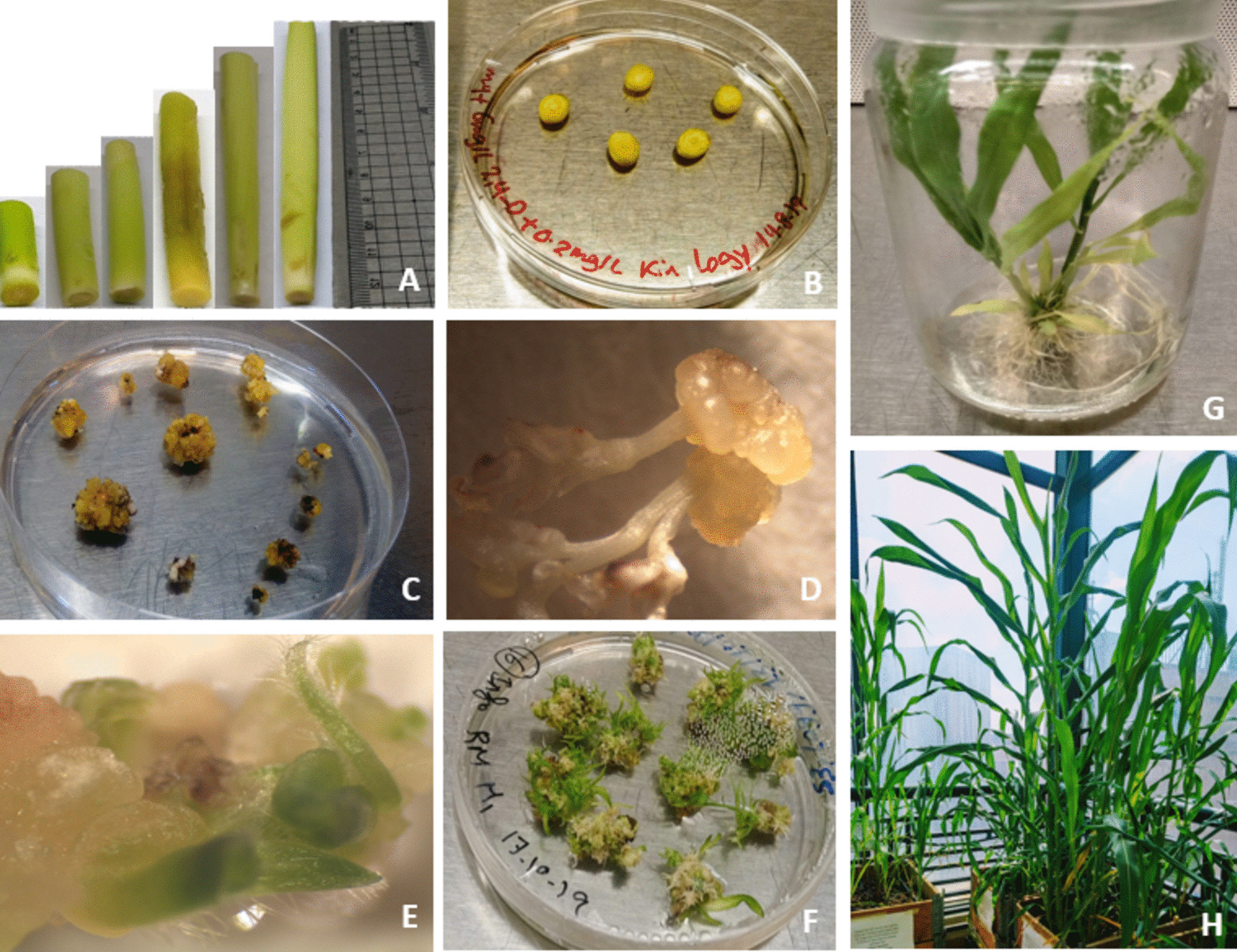 Development of an efficient indirect somatic embryogenesis and shoot regeneration system for sweet sorghum cultivars using immature inflorescence