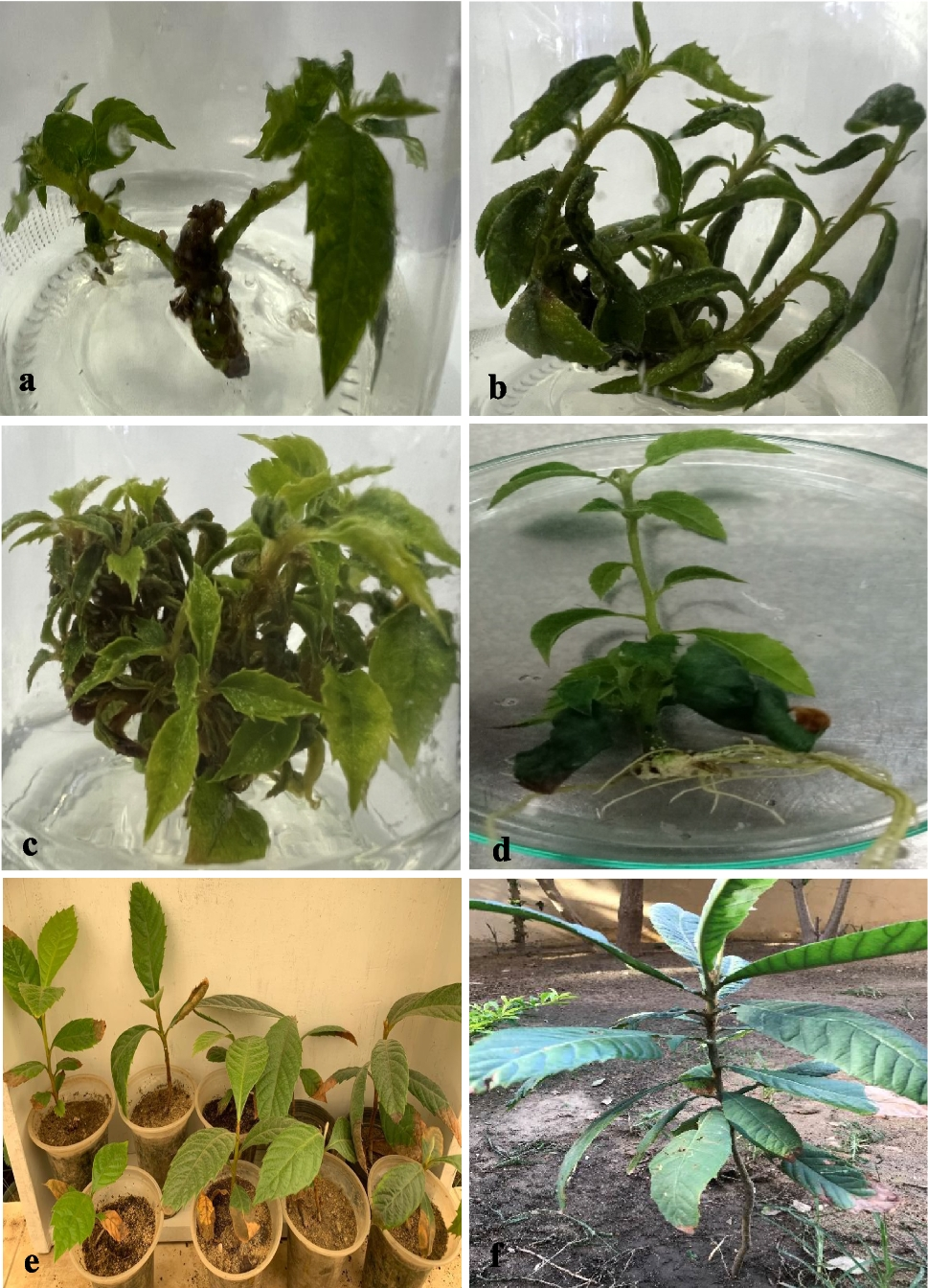 propagation and assessment of genetic stability in  (Thunb.) Lindl as affected by zinc oxide nanoparticles (ZnO-NPs)