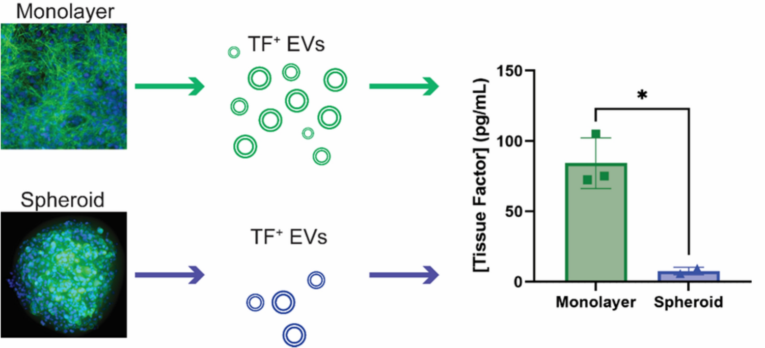 Comparison of the procoagulant activity between extracellular vesicles obtained from cellular monolayers and spheroids