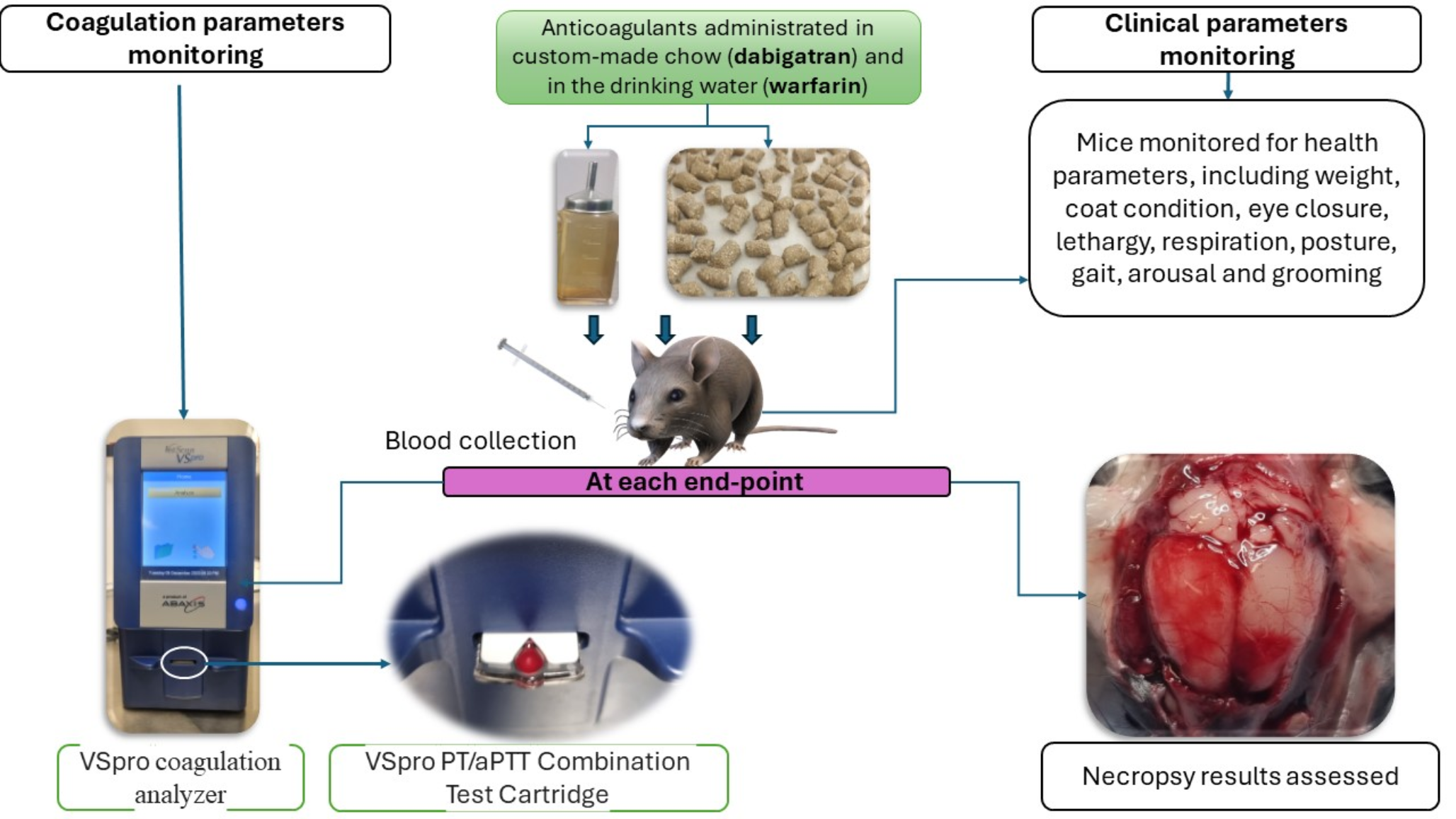 Assessment of anticoagulant safety and coagulation analysis in mice using the VETSCAN VSpro analyzer