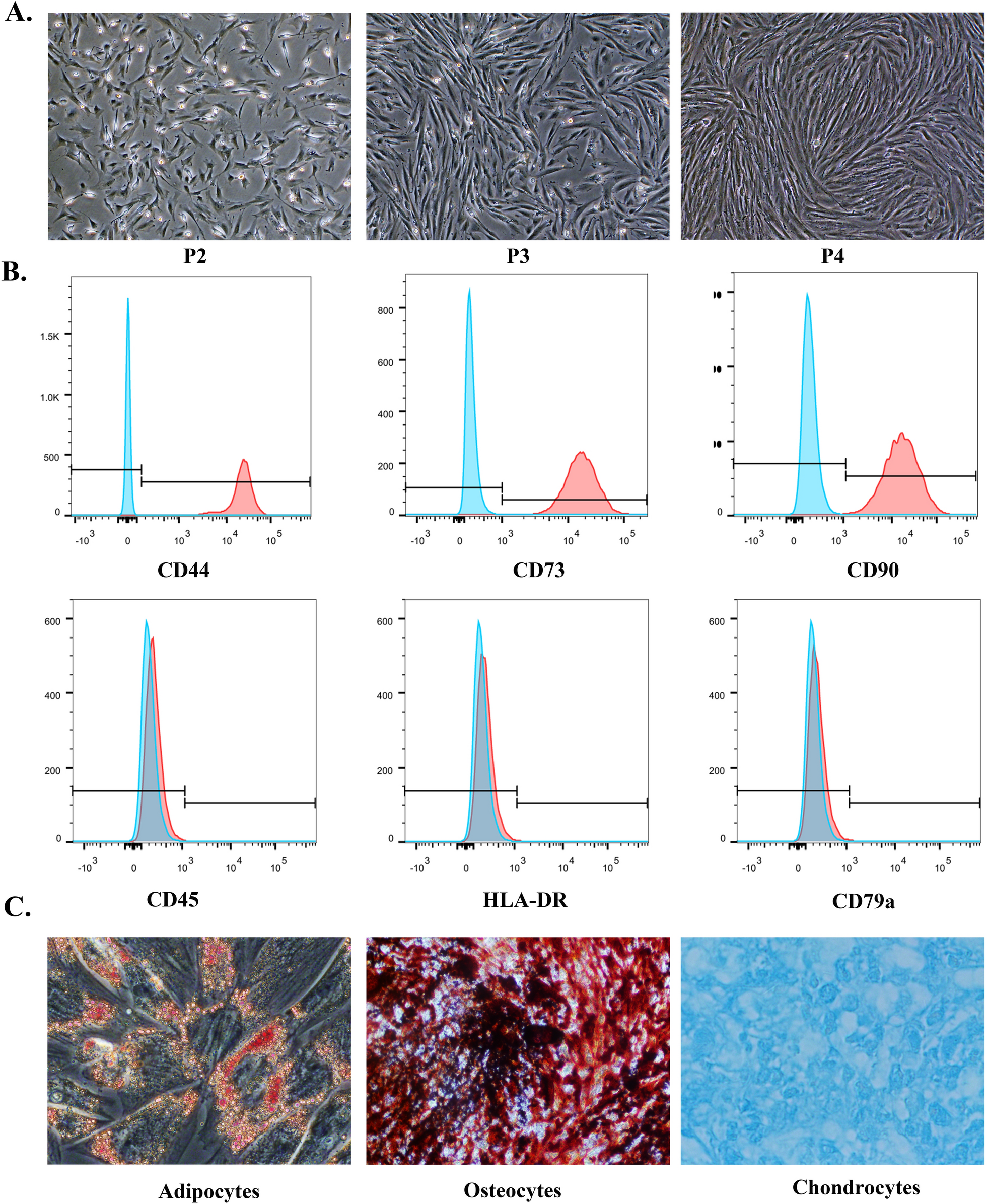 Exosomes derived from a mesenchymal-like endometrial regenerative cells ameliorate renal ischemia reperfusion injury through delivery of CD73