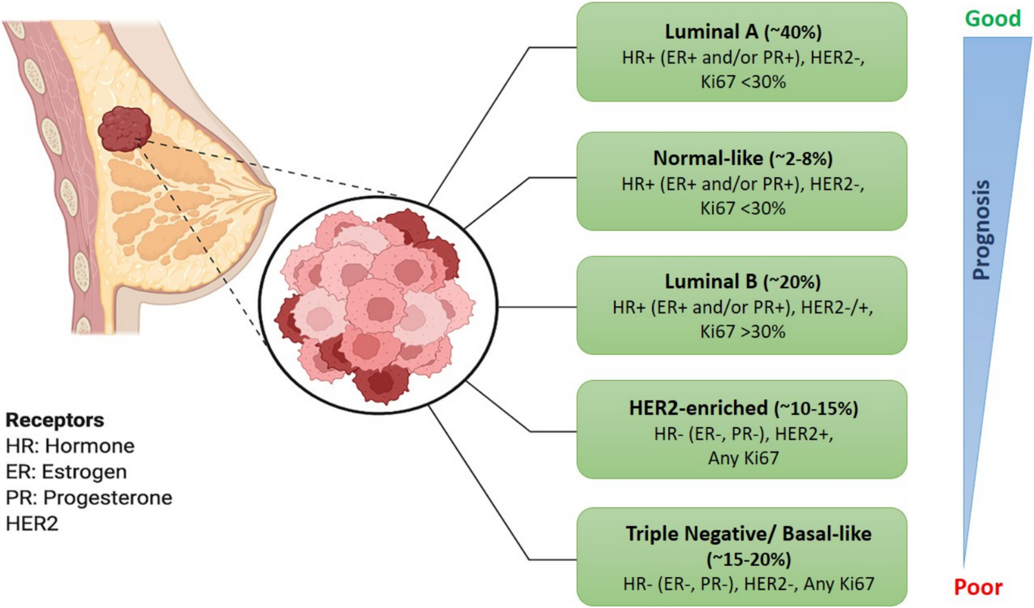 Landscape and Immuno-Molecular Phenotyping of 301 Eastern Indian Breast Carcinoma Cases– A Comparative Assessment of TNBC Incidence