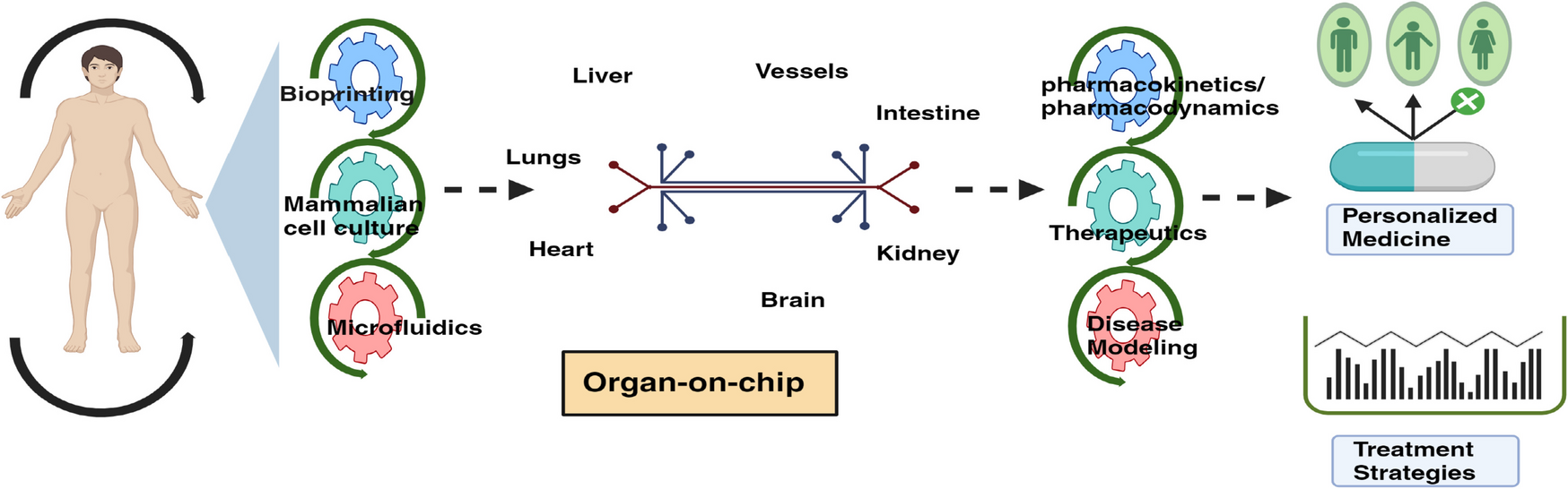 Organ-On-A-Chip (OOAC) Technology: Impact on Drug Screening and Personalized Medicine