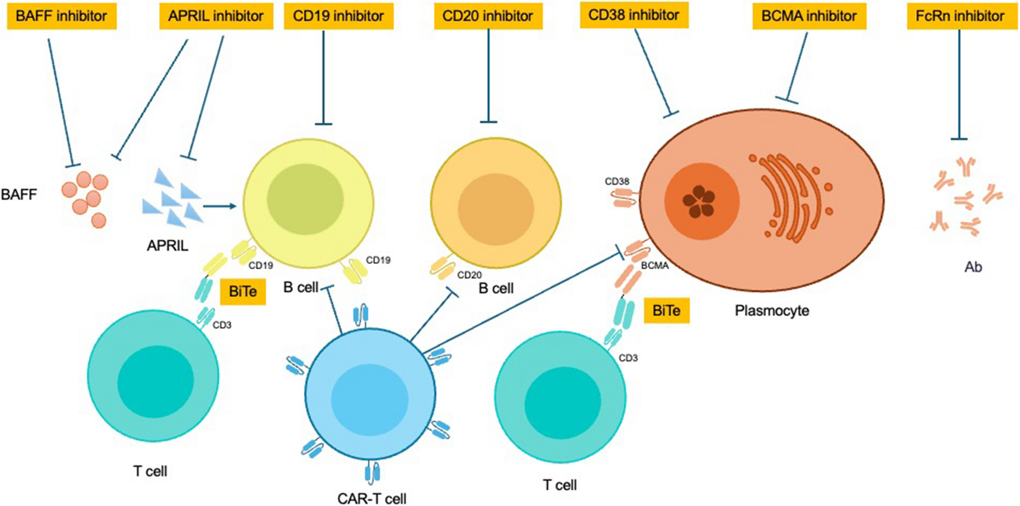 Targeting B Cells for the Treatment of Idiopathic Inflammatory Myopathy