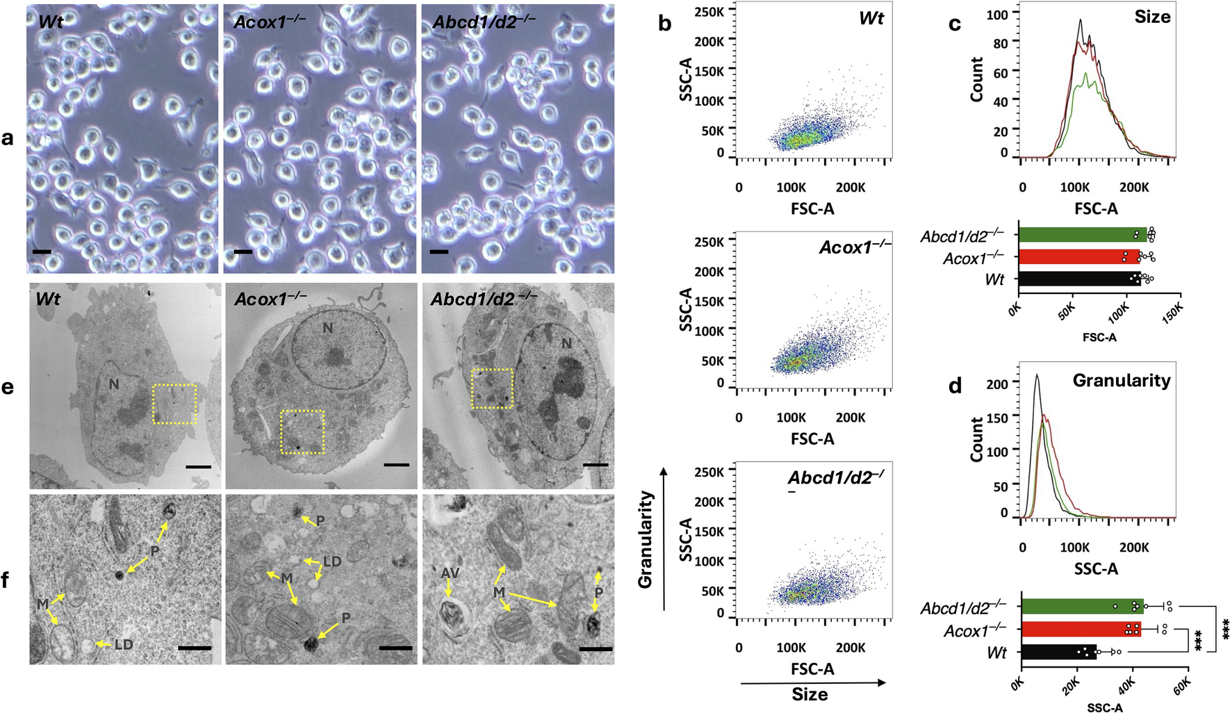 Analytical subcellular fractionation of microglial BV-2 cells with peroxisomal beta-oxidation defect