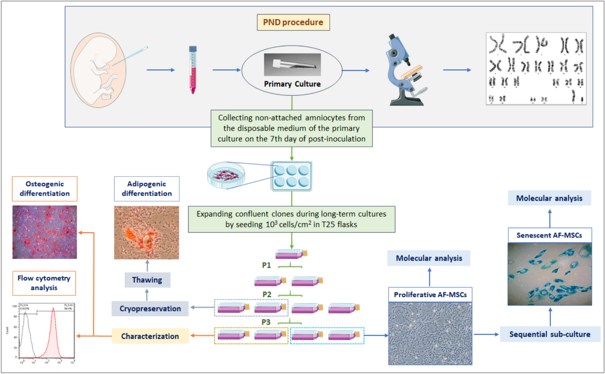 Replicative senescence in amniotic fluid-derived mesenchymal stem cells and its impact on their immunomodulatory properties