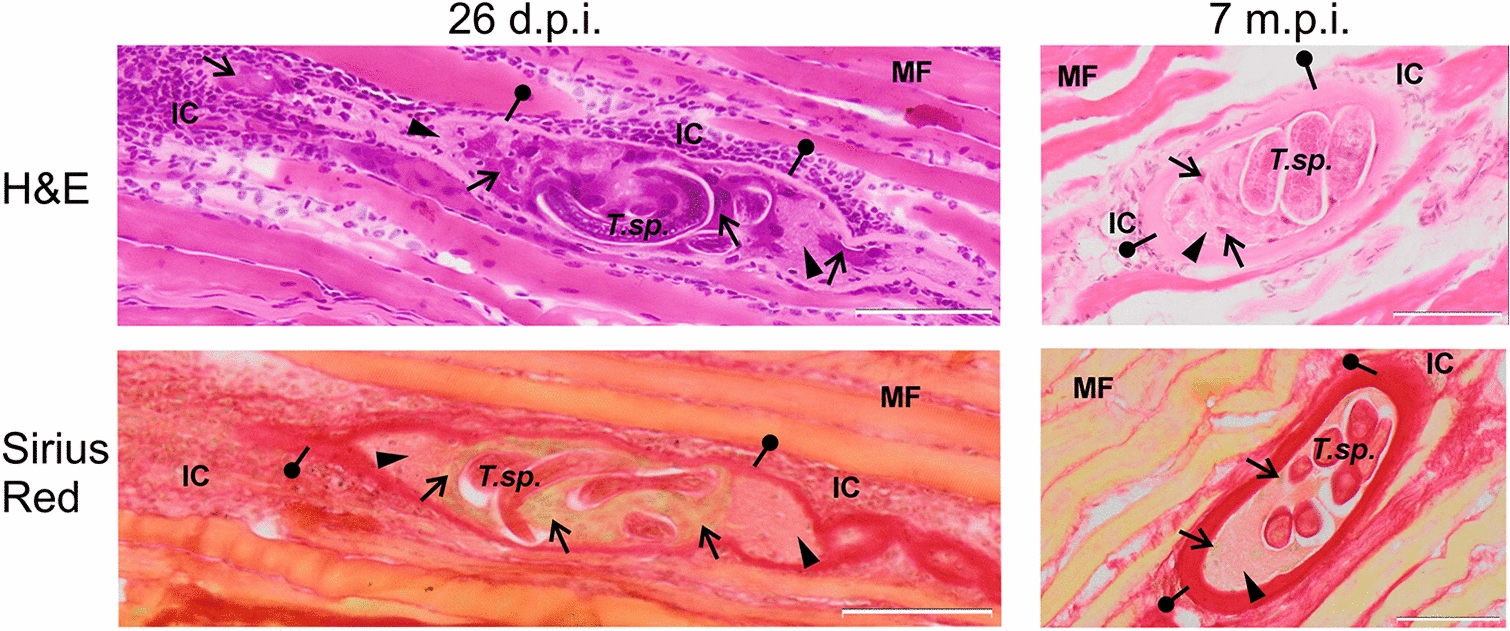 Expression of angiogenic factors in the mammalian senescent cell sustaining  spp. muscle larvae