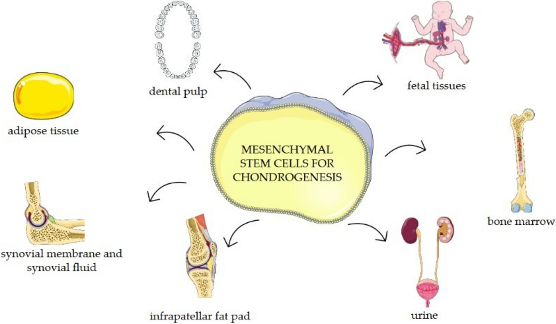 Differentiation of stem cells into chondrocytes and their potential clinical application in cartilage regeneration