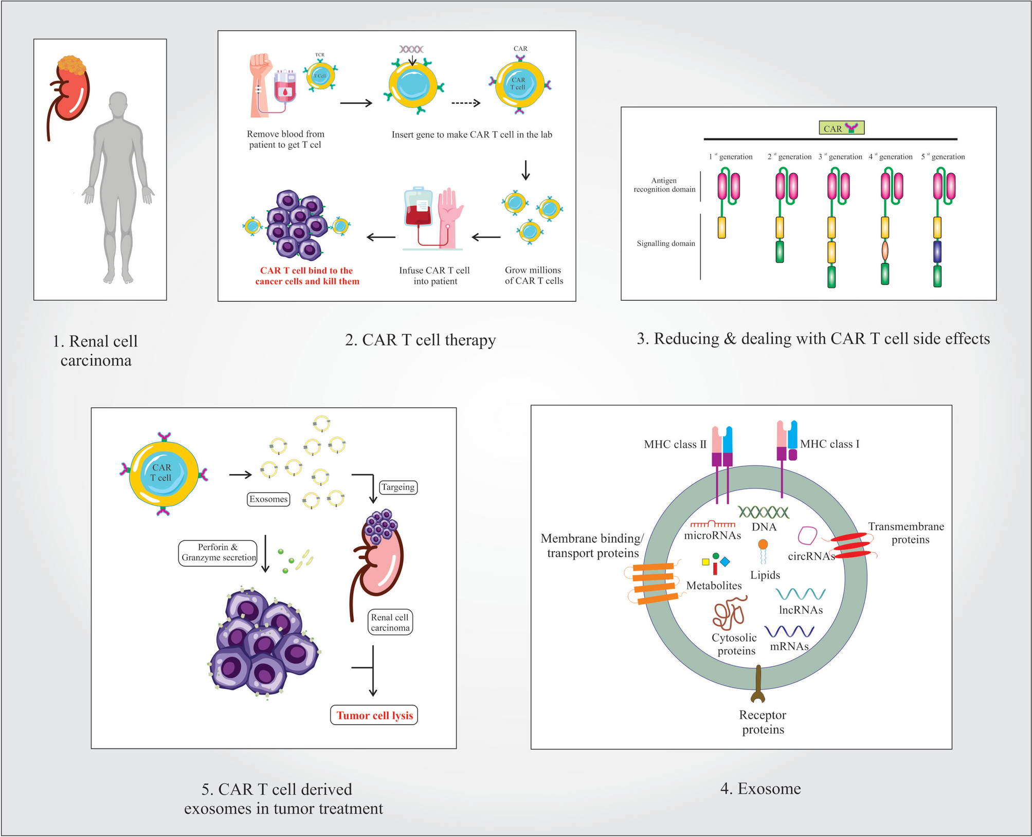 CAR T-cell therapy in renal cell carcinoma: opportunities, challenges, and new strategies to overcome