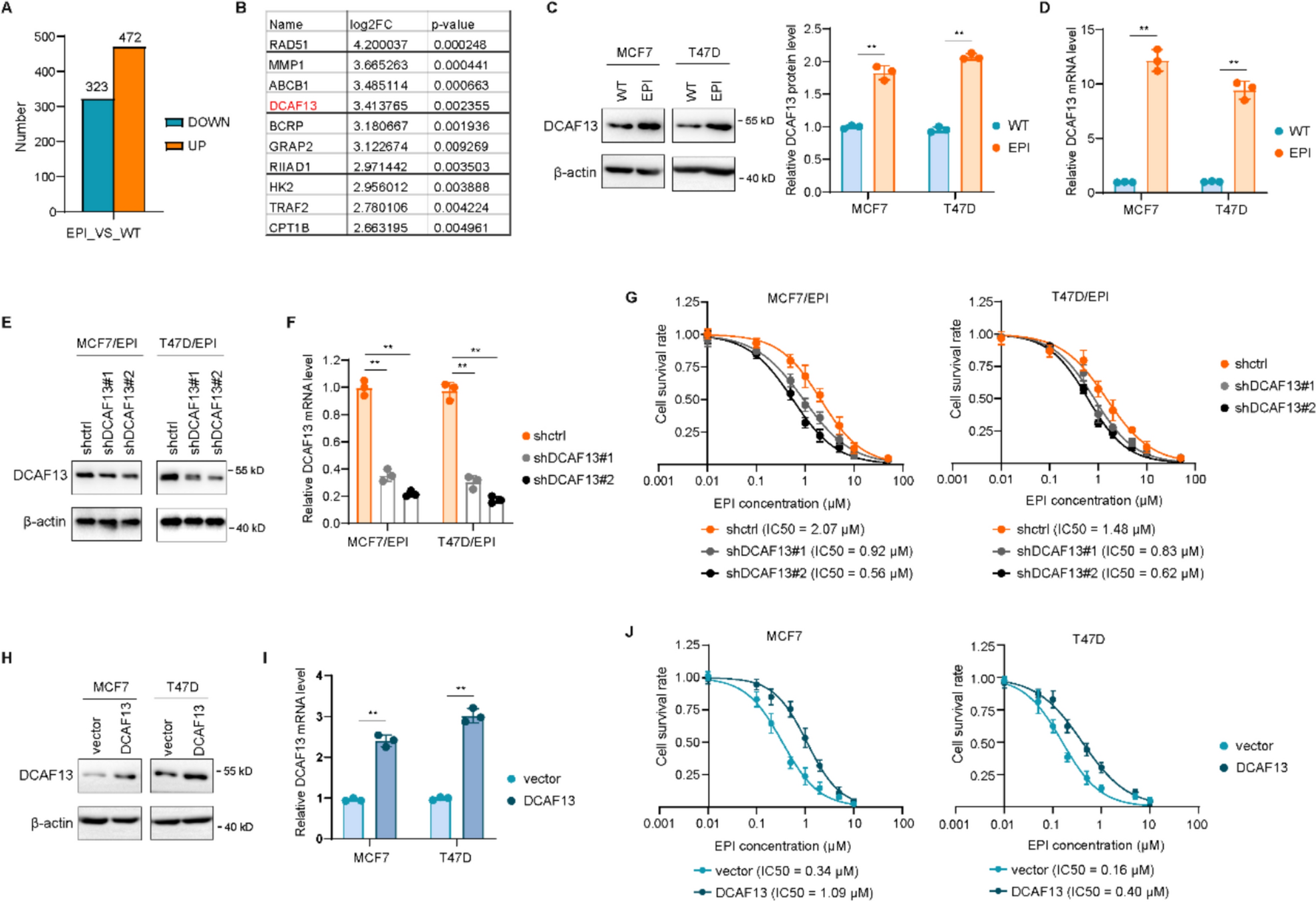 DCAF13 influences breast cancer chemotherapy resistance through metabolic reprogramming by regulating c-Myc expression
