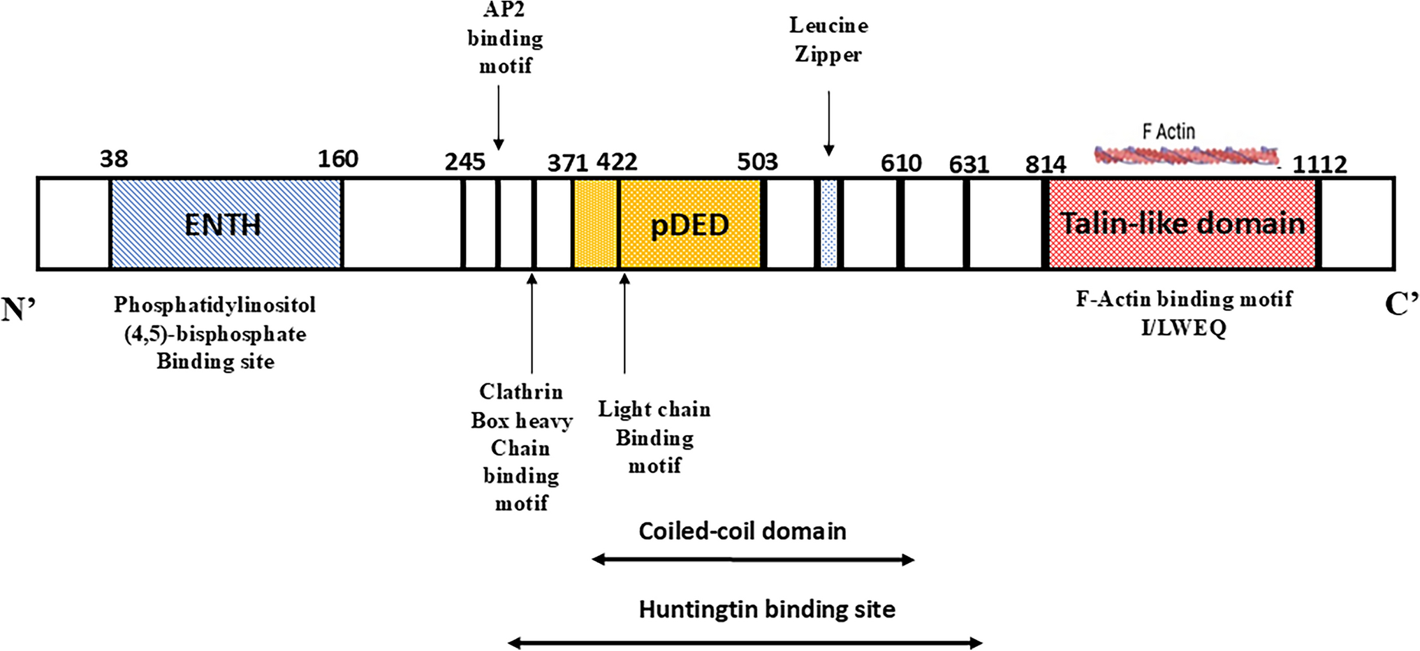 Huntingtin-interacting protein 1 in cancer progression: a path less explored