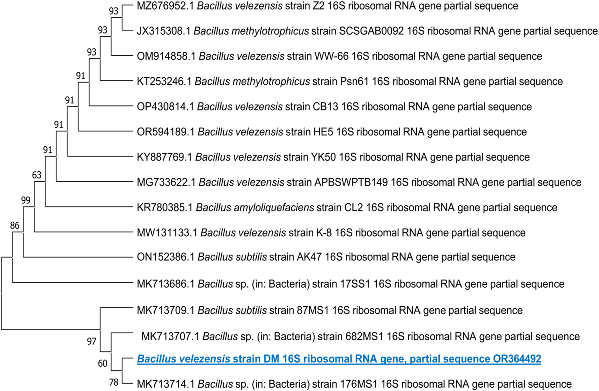 Pharmacological assessment of the extract and a novel compound of Bacillus velezensis DM derived from the rhizosphere of Datura metel L. with microbial molecular screening
