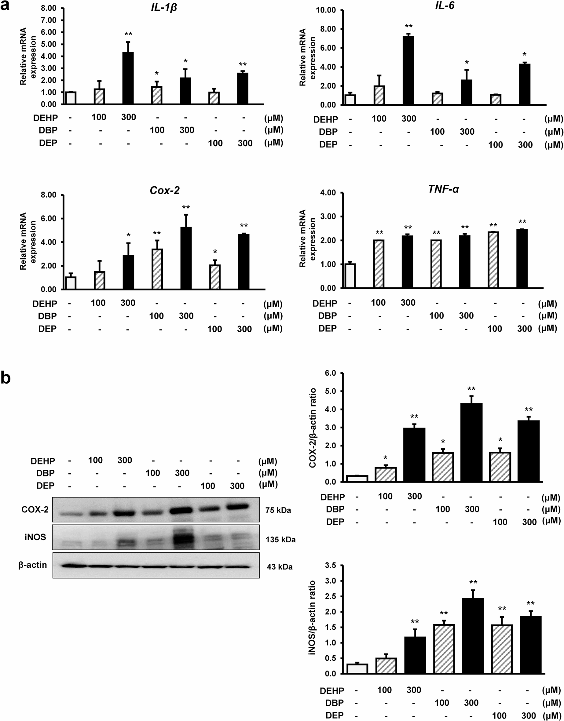 N-actylcysteine inhibits diethyl phthalate-induced inflammation via JNK and STAT pathway in RAW264.7 macrophages