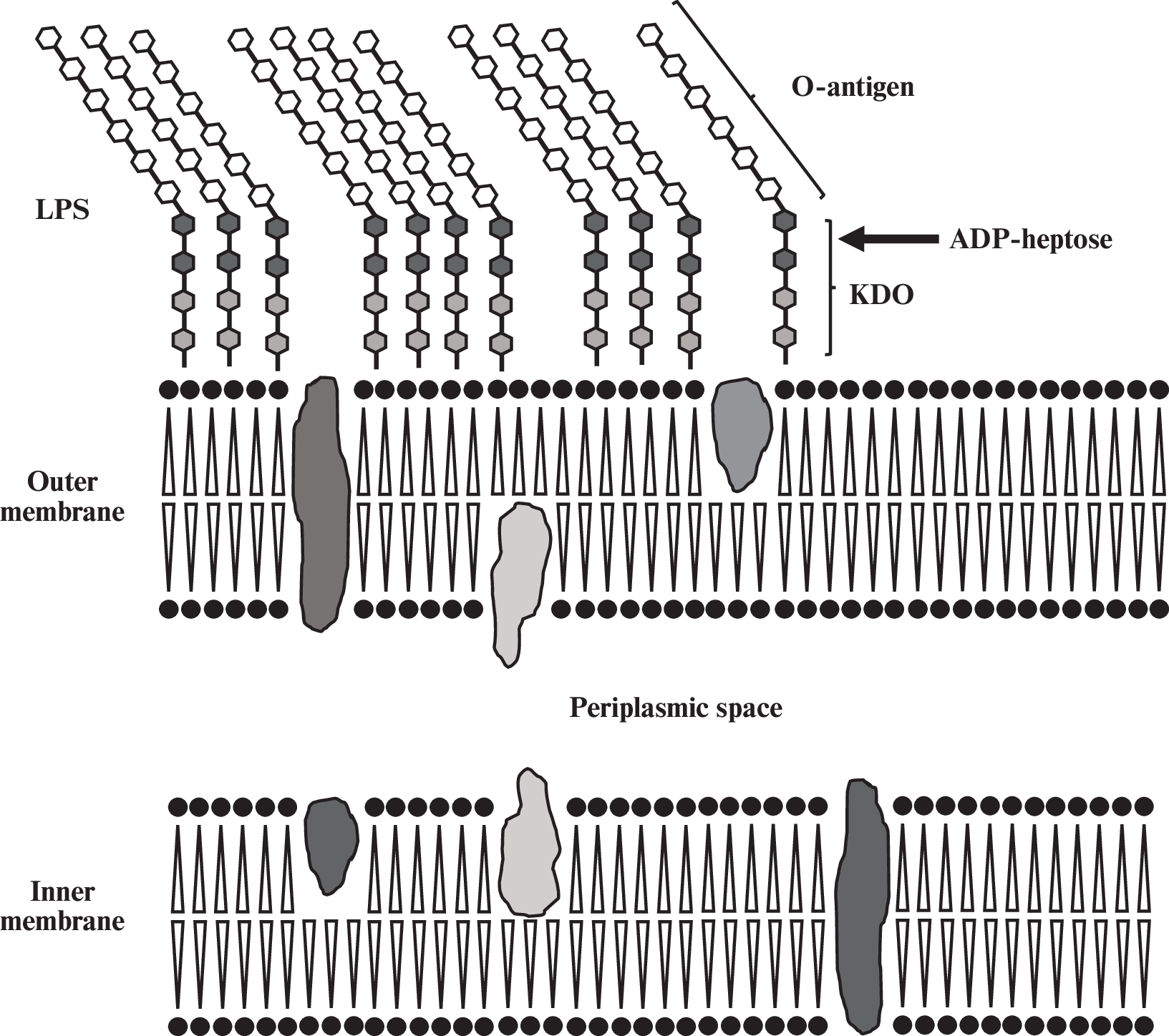 Enzymes of ADP-Heptose Biosynthesis As Targets for the Creation of Broad-Spectrum Antibacterial Drugs