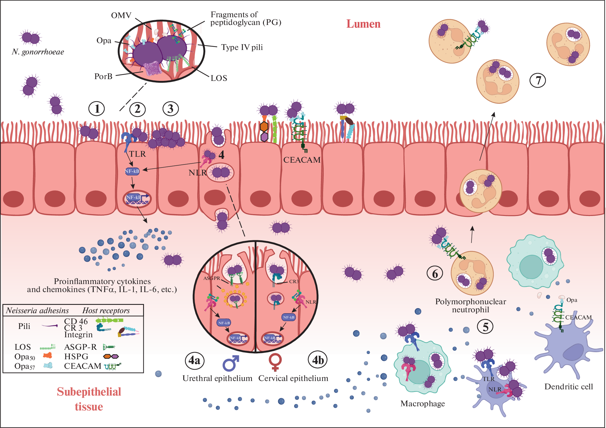 Unveiling  Survival: Genetic Variability, Pathogenesis, and Antimicrobial Drug Resistance