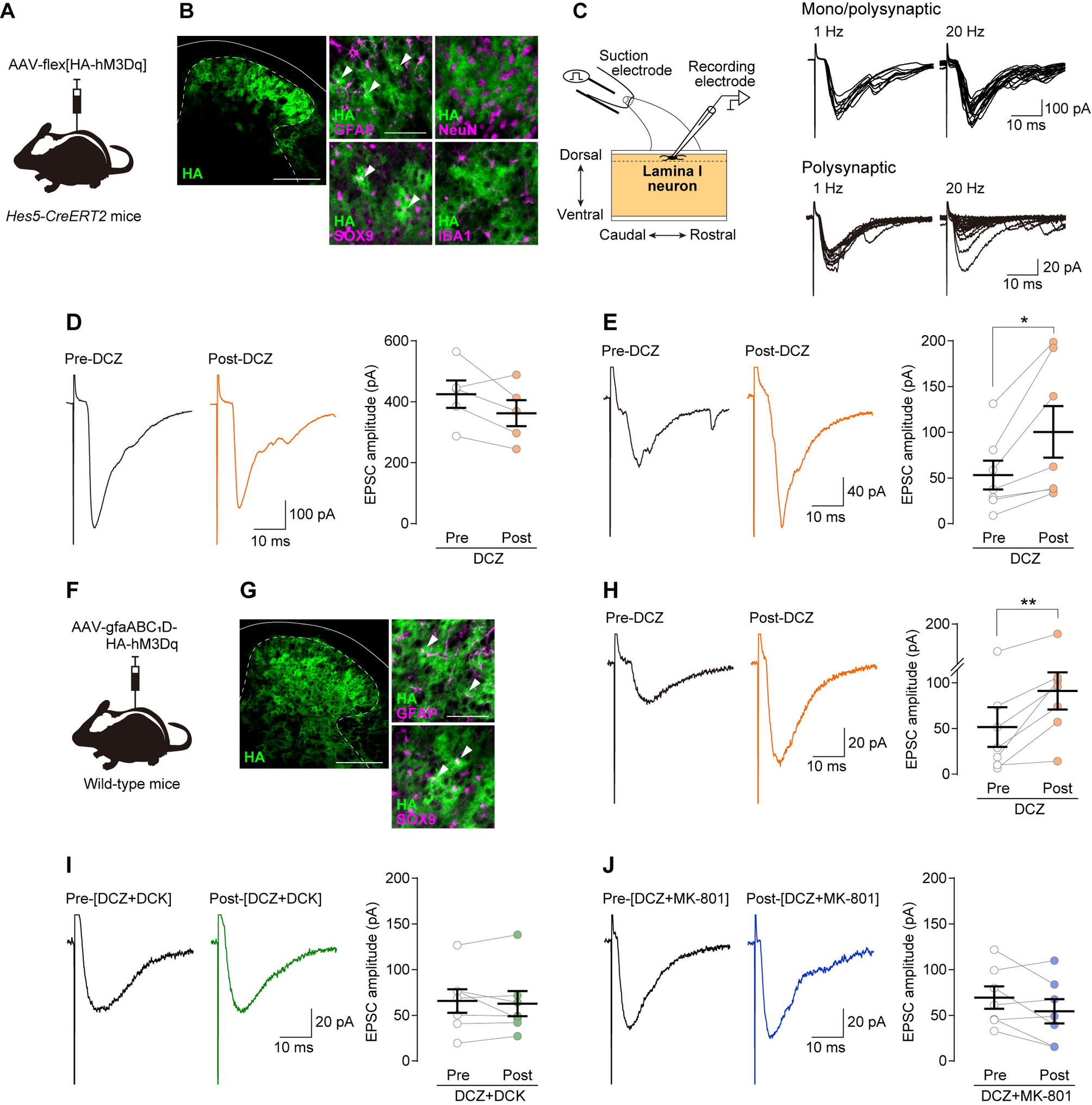 Hes5+ astrocytes potentiate primary afferent Aδ and C fiber-mediated excitatory synaptic transmission to spinal lamina I neurons