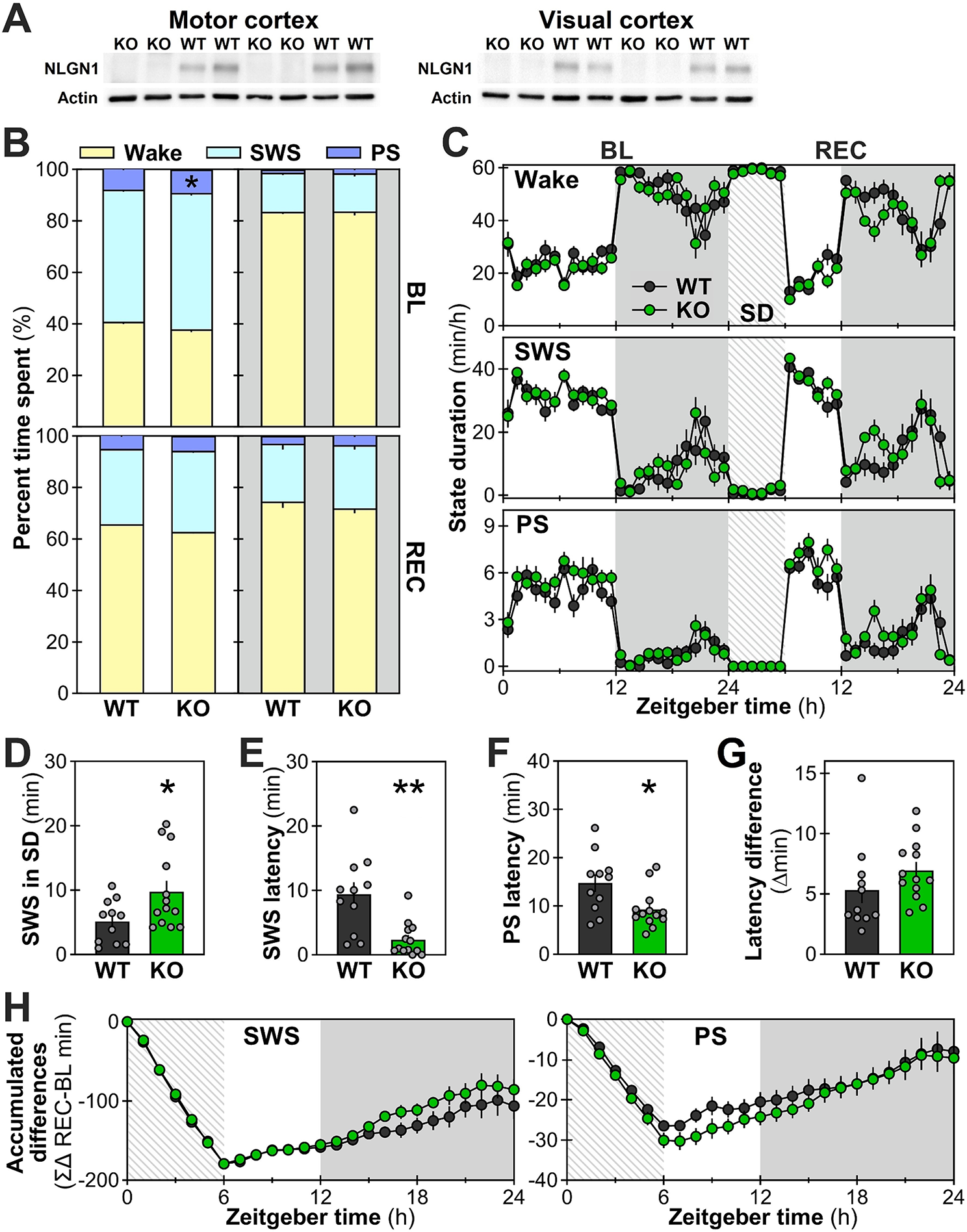 The absence of Neuroligin-1 shapes wake/sleep architecture, rhythmic and arrhythmic activities of the electrocorticogram in female mice