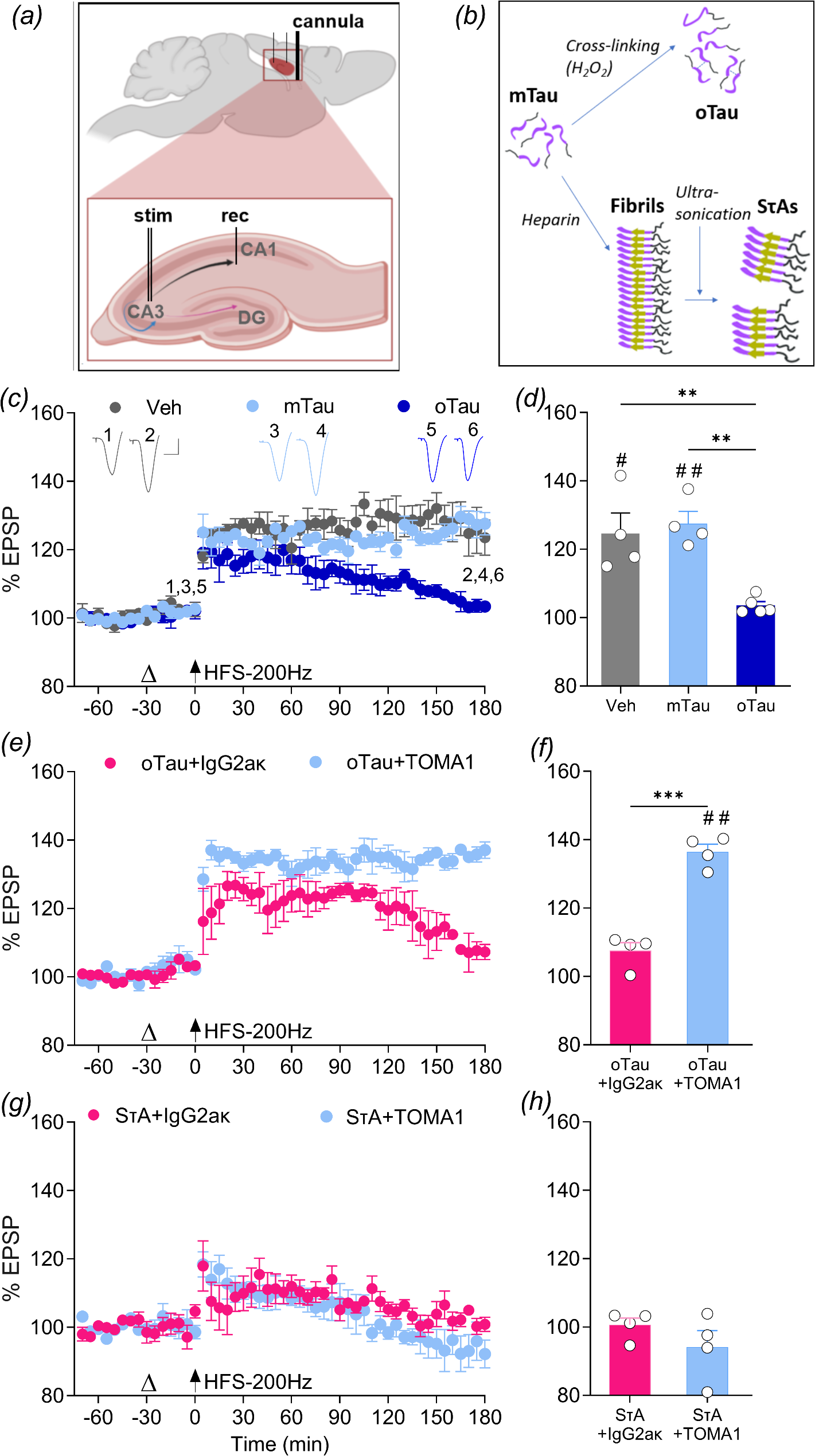 Divergent disruptive effects of soluble recombinant tau assemblies on synaptic plasticity in vivo