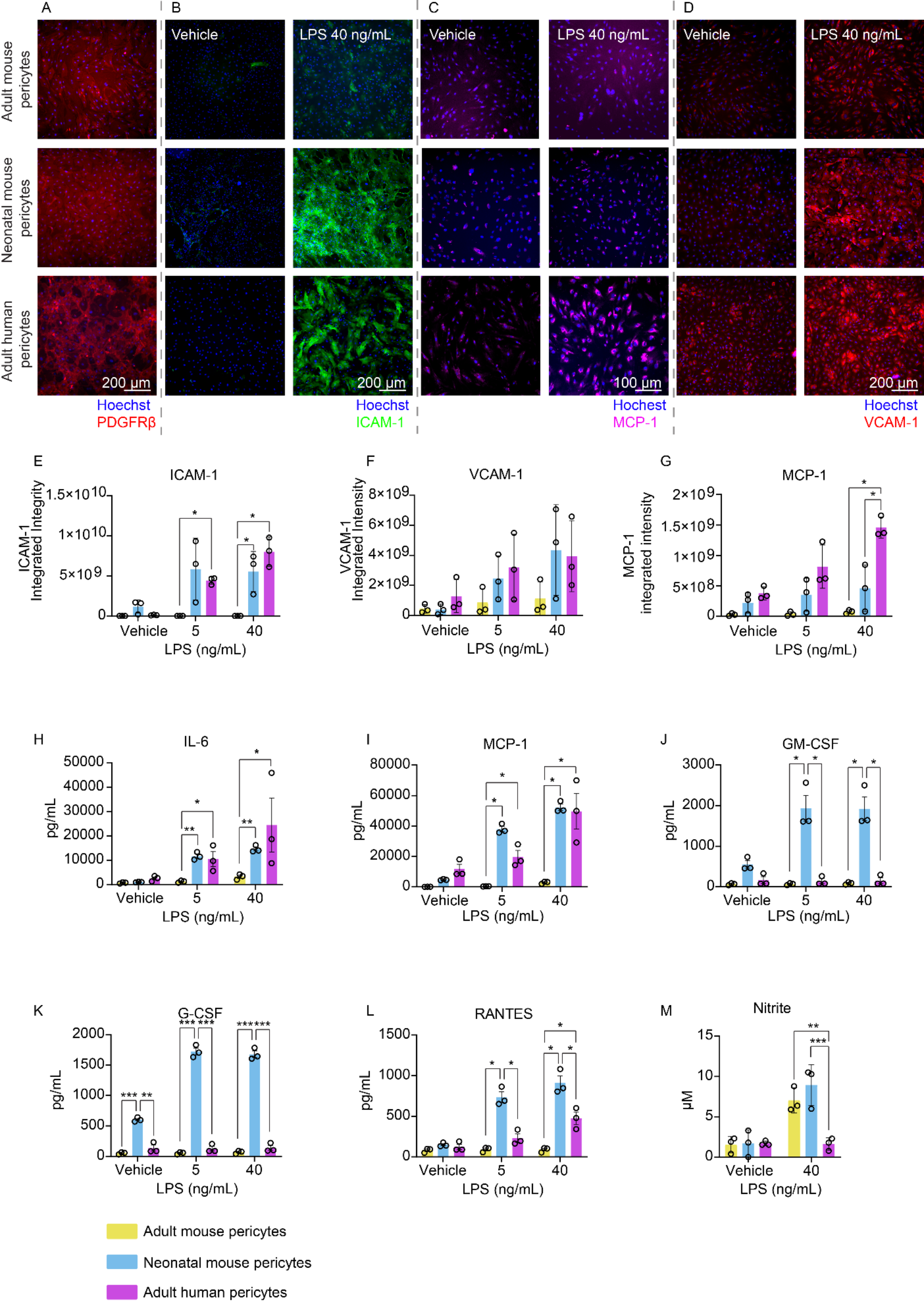 Heterogeneity in pericyte inflammatory responses across age and species highlight the importance of human cell models