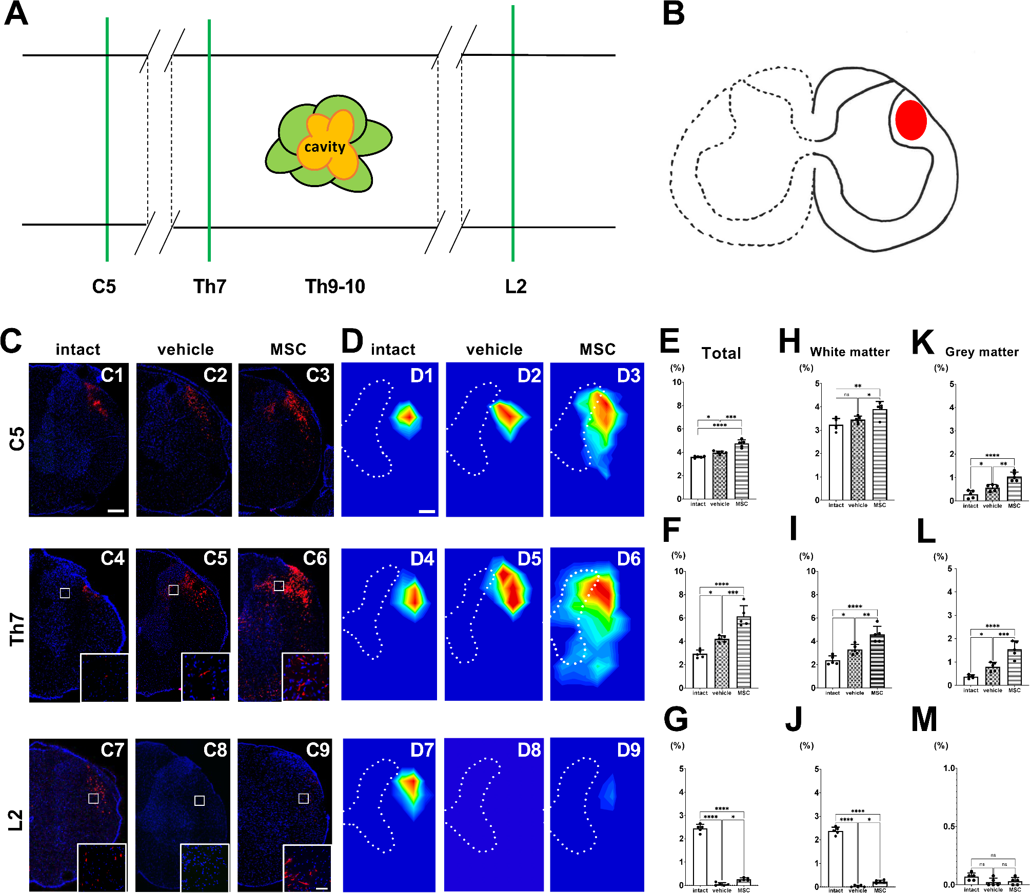 Intravenous infusion of mesenchymal stem cells increased axonal signal intensity in the rubrospinal tract in spinal cord injury
