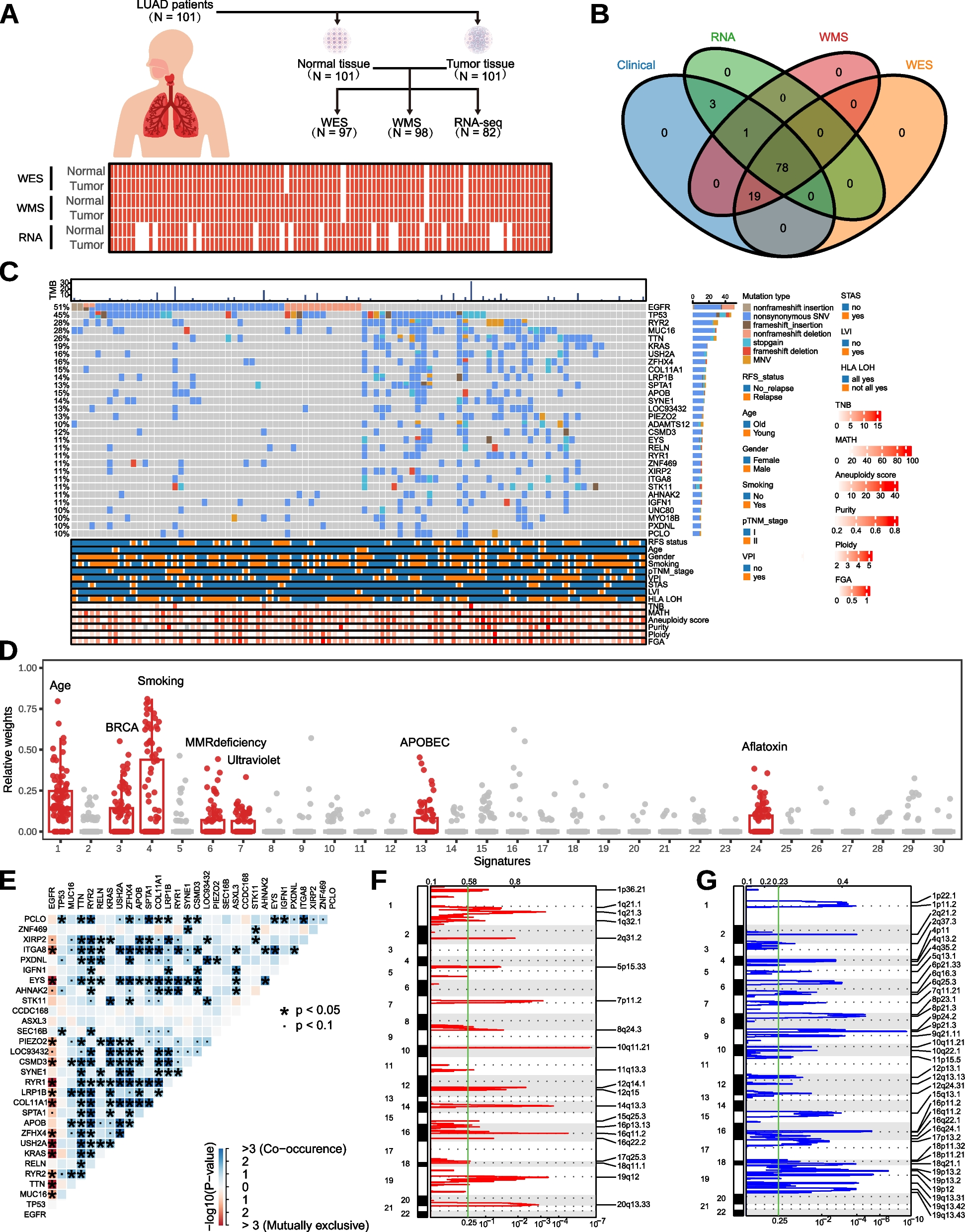 Multi‑omics analysis identifies different molecular subtypes with unique outcomes in early-stage poorly differentiated lung adenocarcinoma