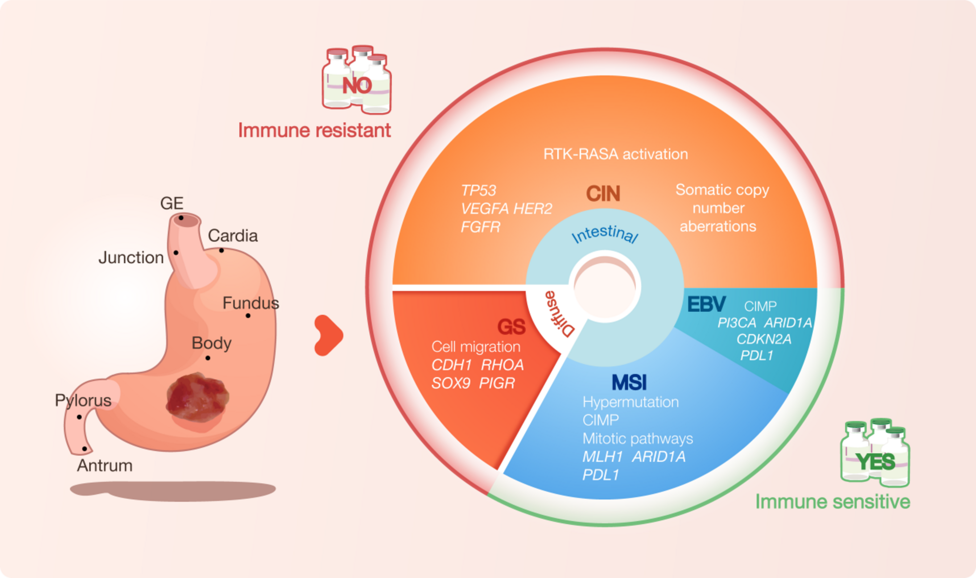 The application of organoids in investigating immune evasion in the microenvironment of gastric cancer and screening novel drug candidates