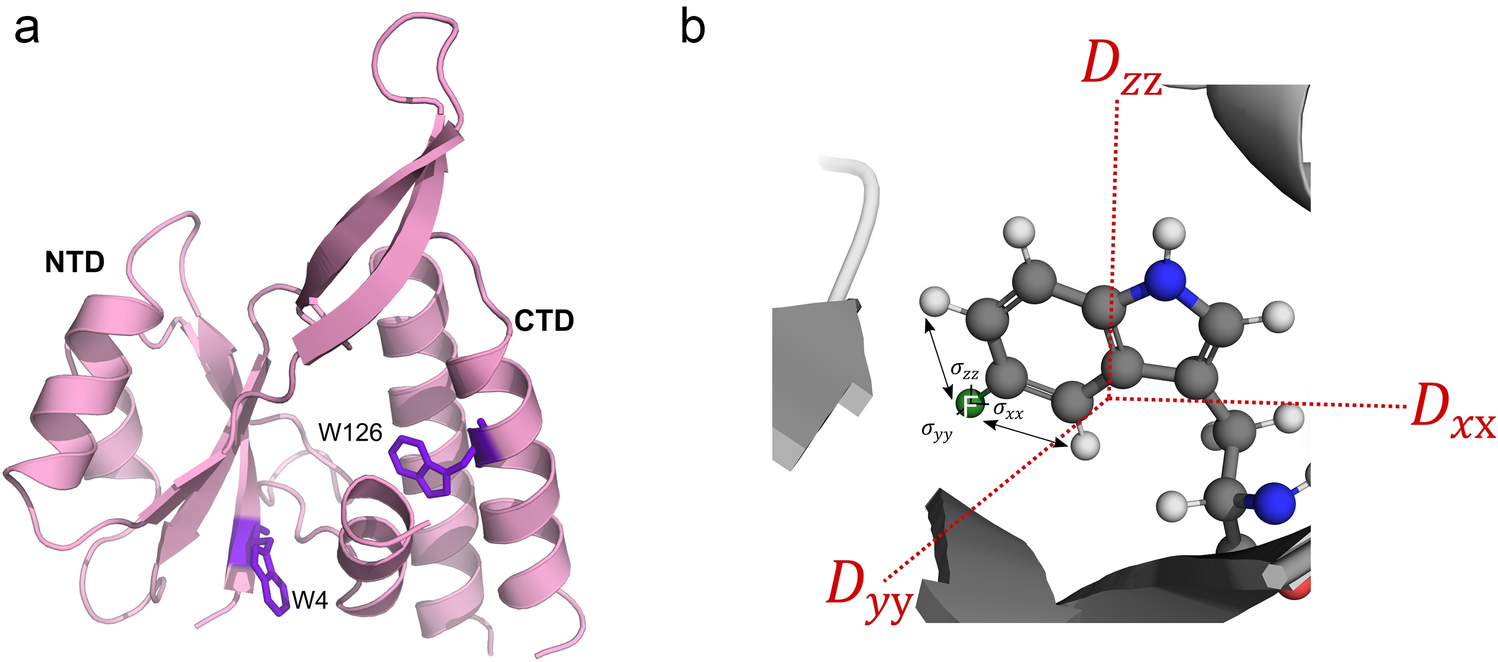 F NMR relaxation of buried tryptophan side chains suggest anisotropic rotational diffusion of the protein RfaH