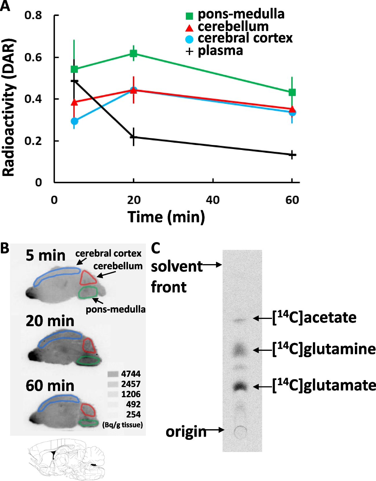 Ex-vivo Imaging of Glial Energy Metabolism in the Neonatal Mouse Brain during Convulsive Seizures with Intranasal Radiotracer Administration