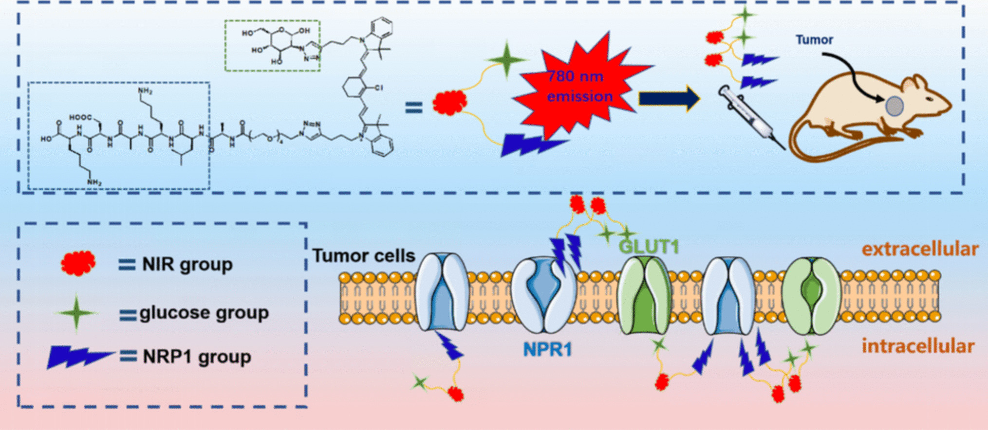 Dual Targeting of Neuropilin-1 and Glucose Transporter for Efficient Fluorescence Imaging of Cancer