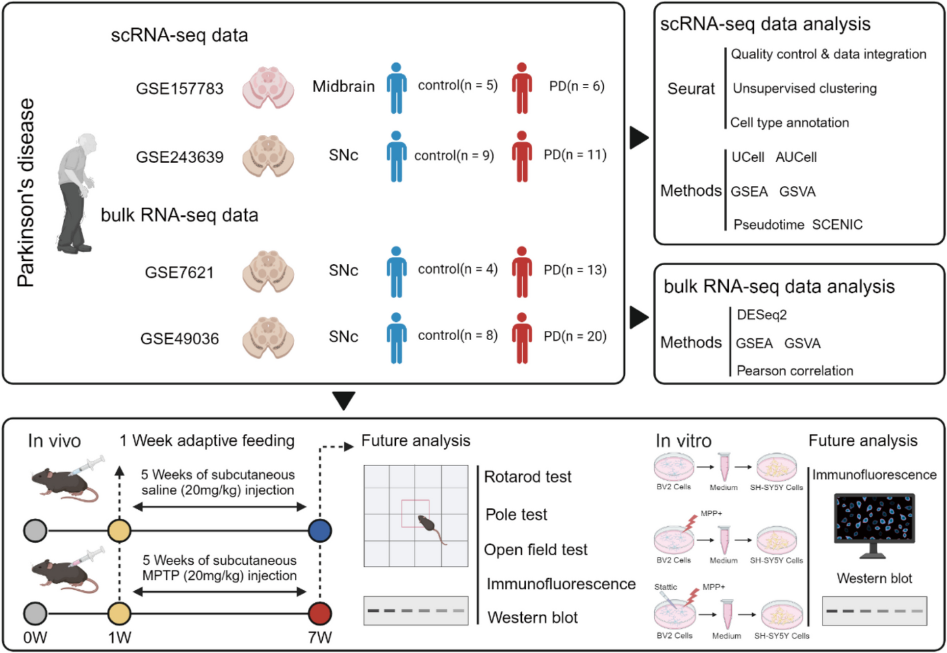 Integrated Analysis of Single-Cell and Transcriptome Data Reveals the Role and Regulatory Mechanisms of Neuroinflammation in Parkinson's Disease
