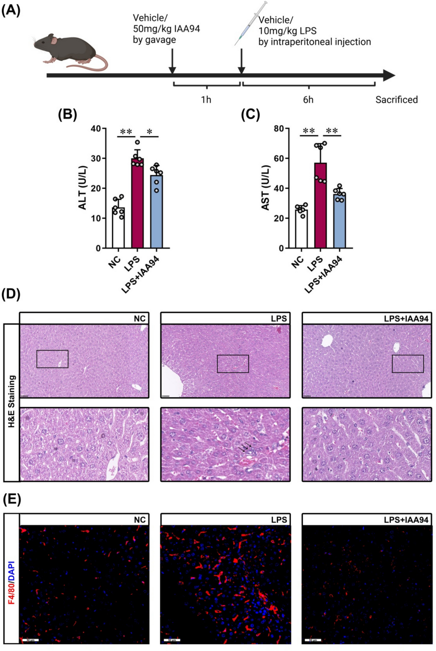 CLICs Inhibitor IAA94 Alleviates Inflammation and Injury in Septic Liver by Preventing Pyroptosis in Macrophages