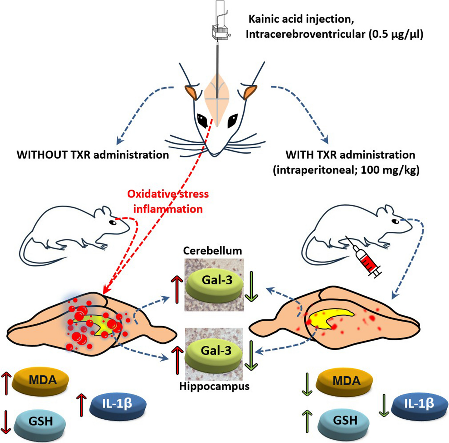 Effects of Troxerutin on Oxidative Stress, Inflammation and Galectin- 3 Expression in Intracerebroventricular Kainic Acid-Induced Neurotoxicity