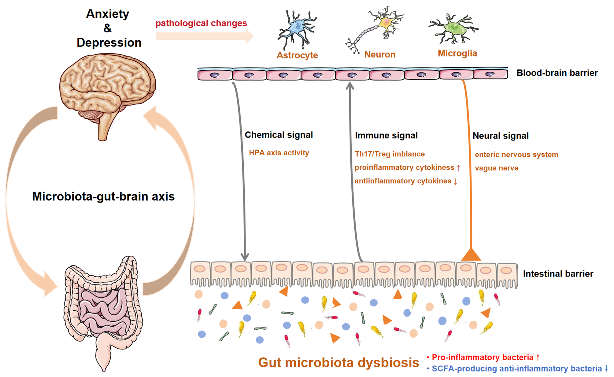 Gut microbiota variations in depression and anxiety: a systematic review