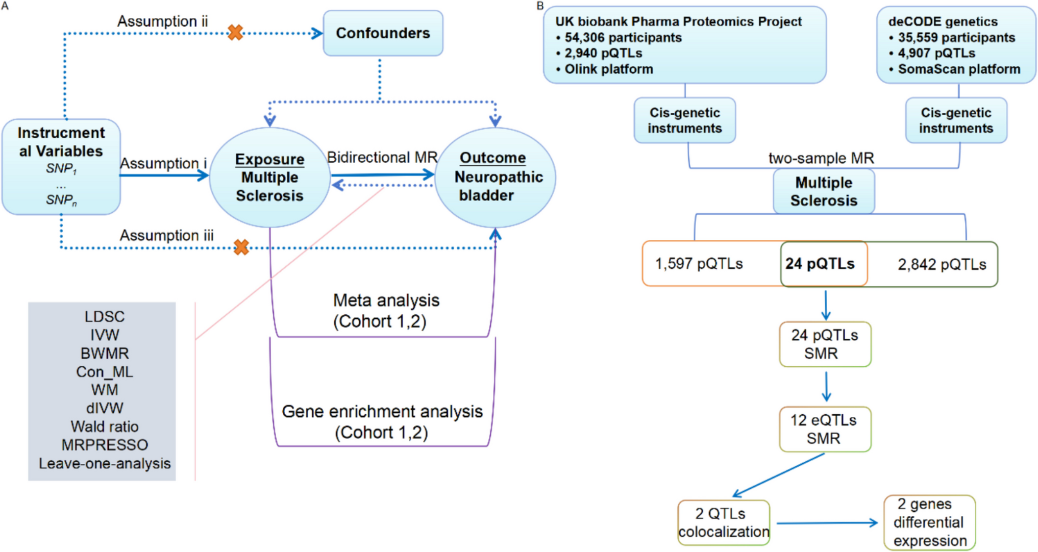 Uncovering Potential Susceptibility Genes for Multiple Sclerosis-Induced Neuropathic Bladder: A Mendelian Randomization Analysis