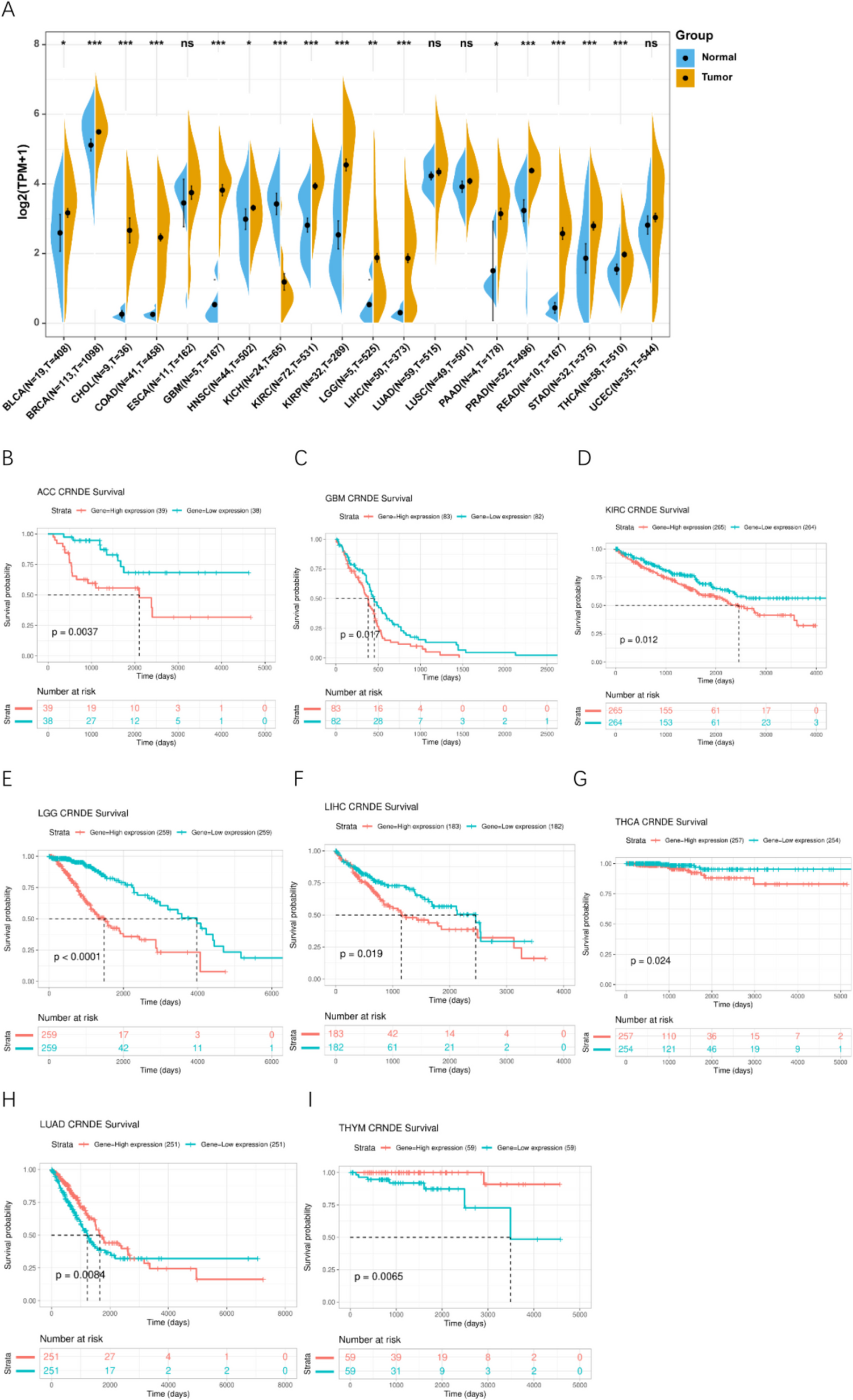 Long Non-coding RNA CRNDE Promotes the Development of Glioma by Inducing Polarization of M2-Type Macrophages