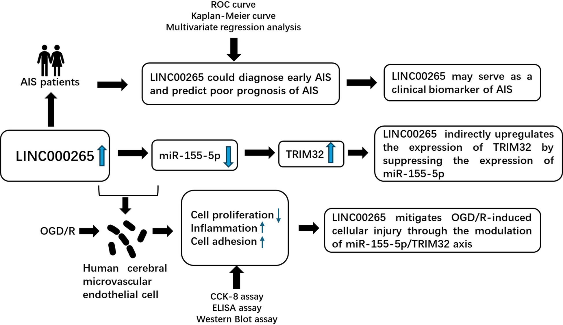 LINC00265 Serves as a Diagnostic and Prognostic Marker for Acute Ischemic Stroke and INHIBITS Disease Progression Through the miR- 155 - 5p/TRIM32 Axis