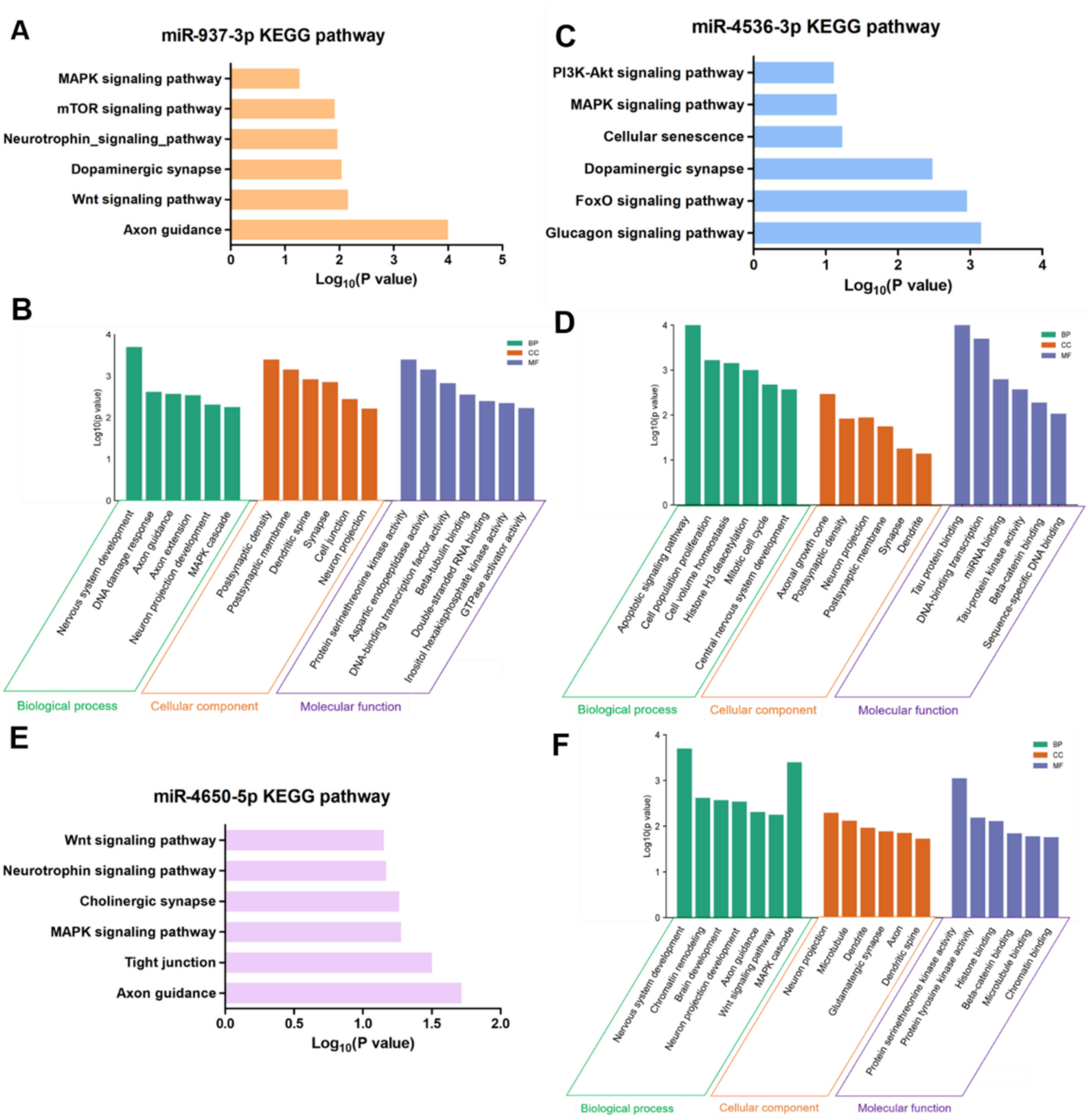 Novel miRNAs, miR-937-3p, miR-4536-3p, and miR-4650-5p, can Modulate Neuronal Differentiation via the Wnt/MAPK Pathway in SH-SY5Y Cells